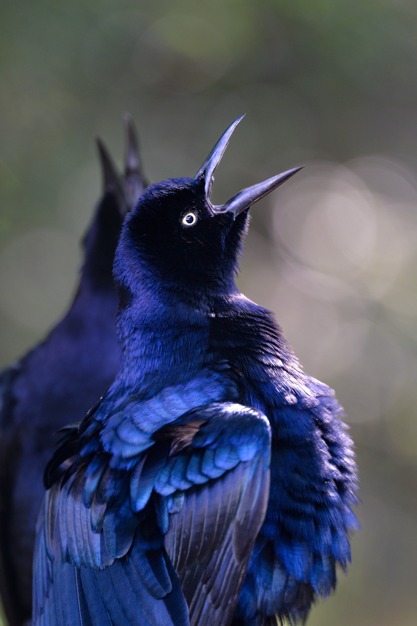 Great Tailed Grackle