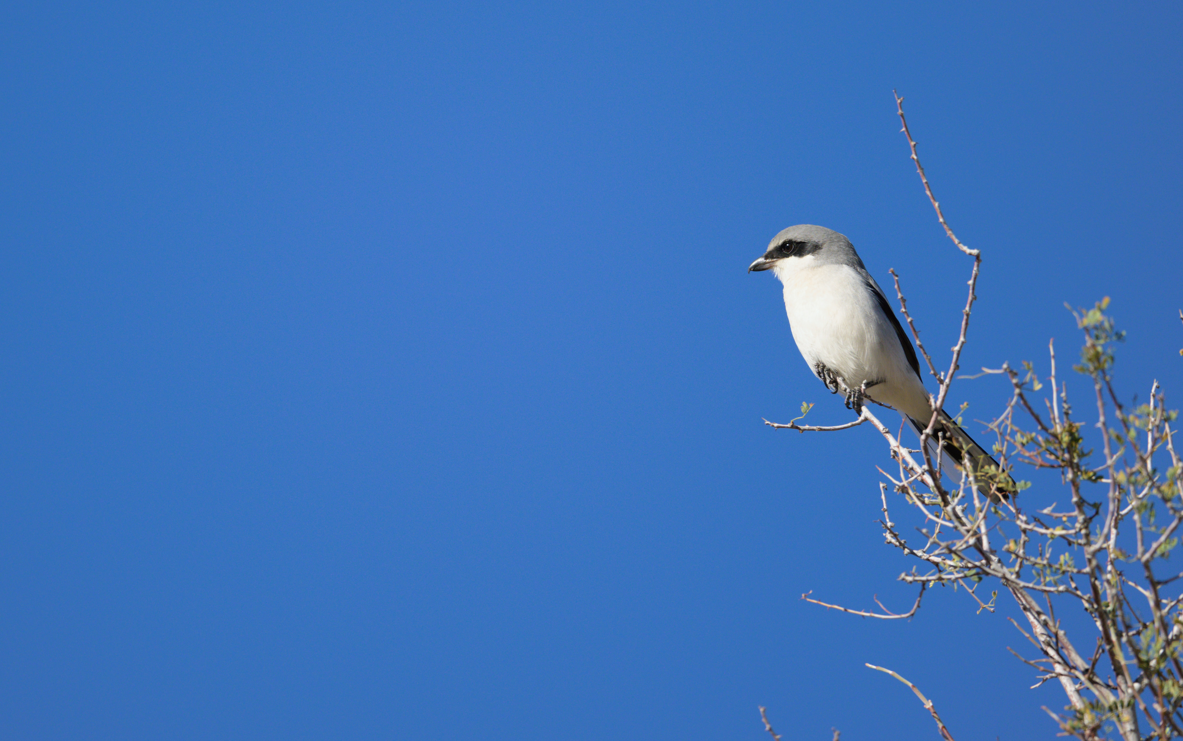 Logger Head Shrike