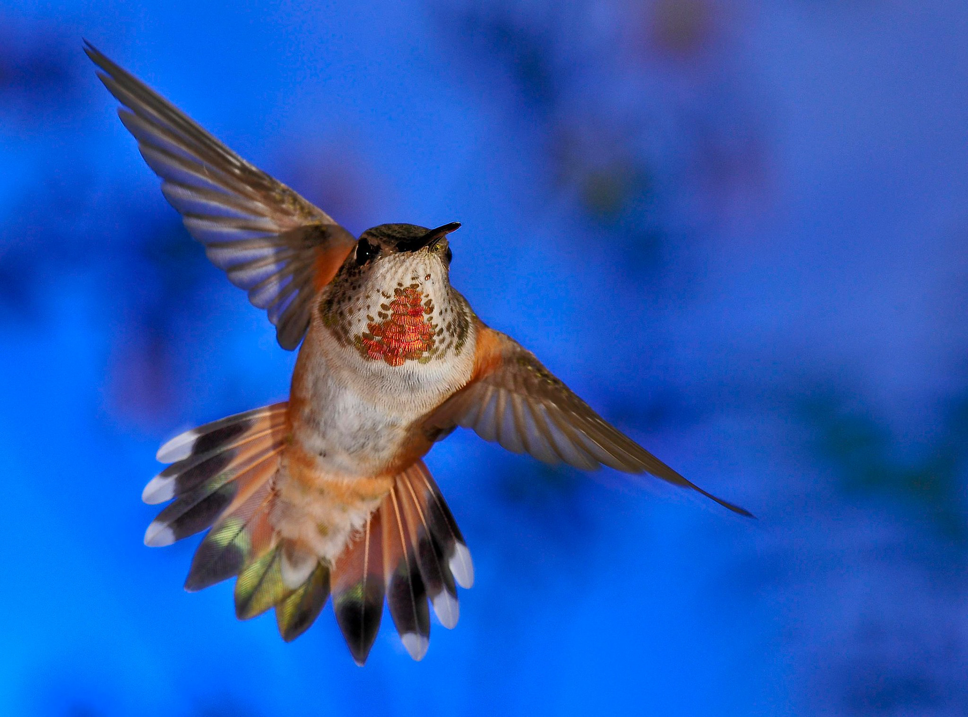 Rufous Hummingbird