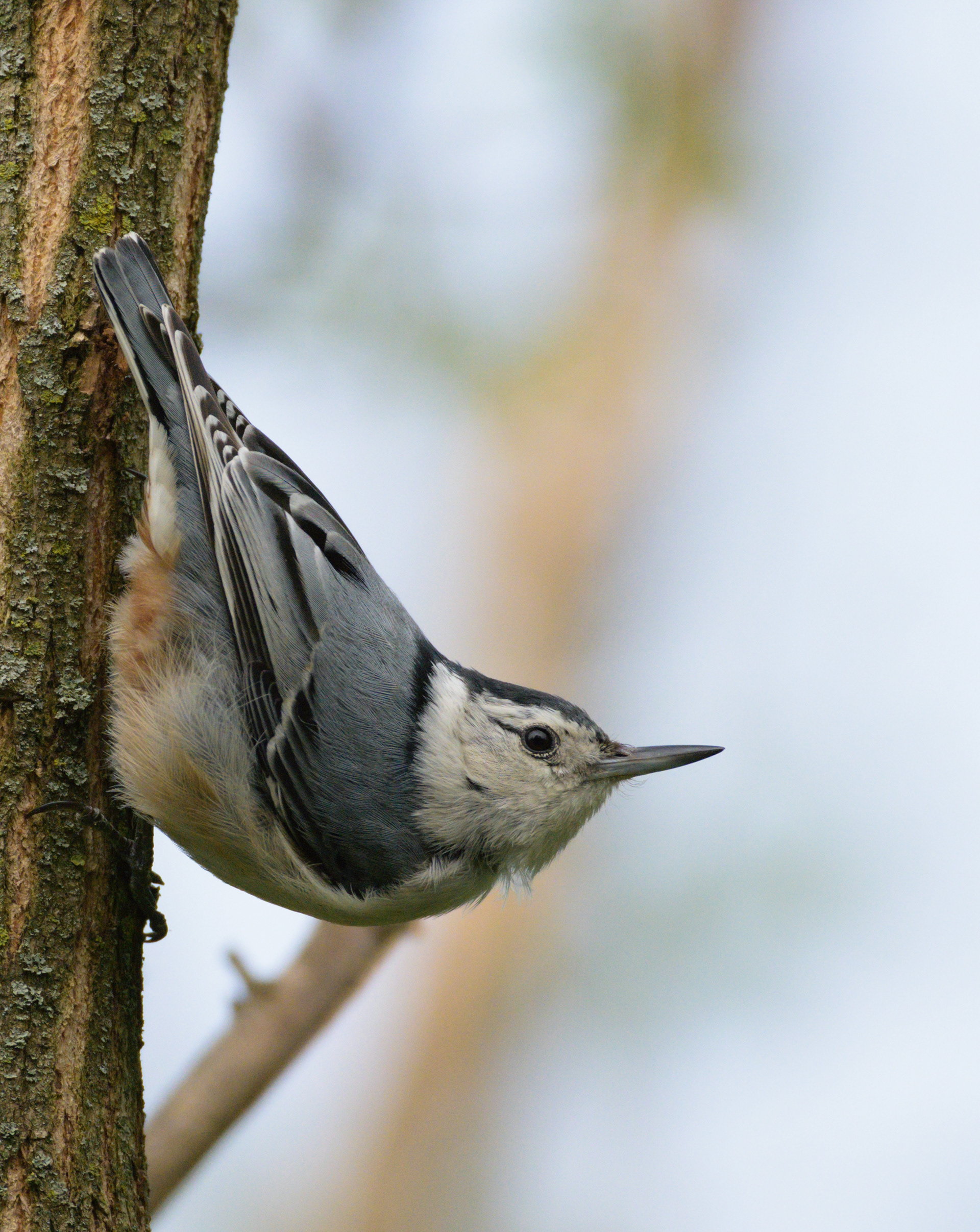 White-Breasted Nuthatch