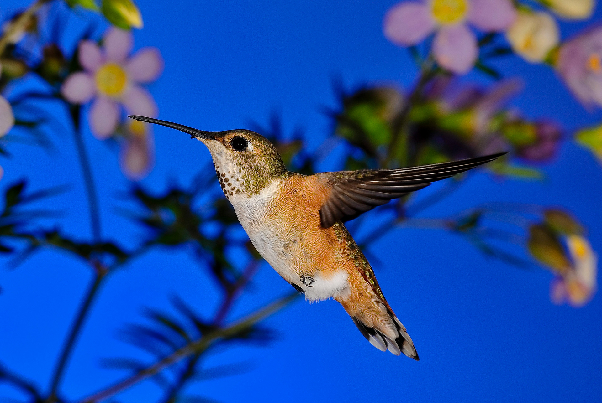 Rufous Hummingbird