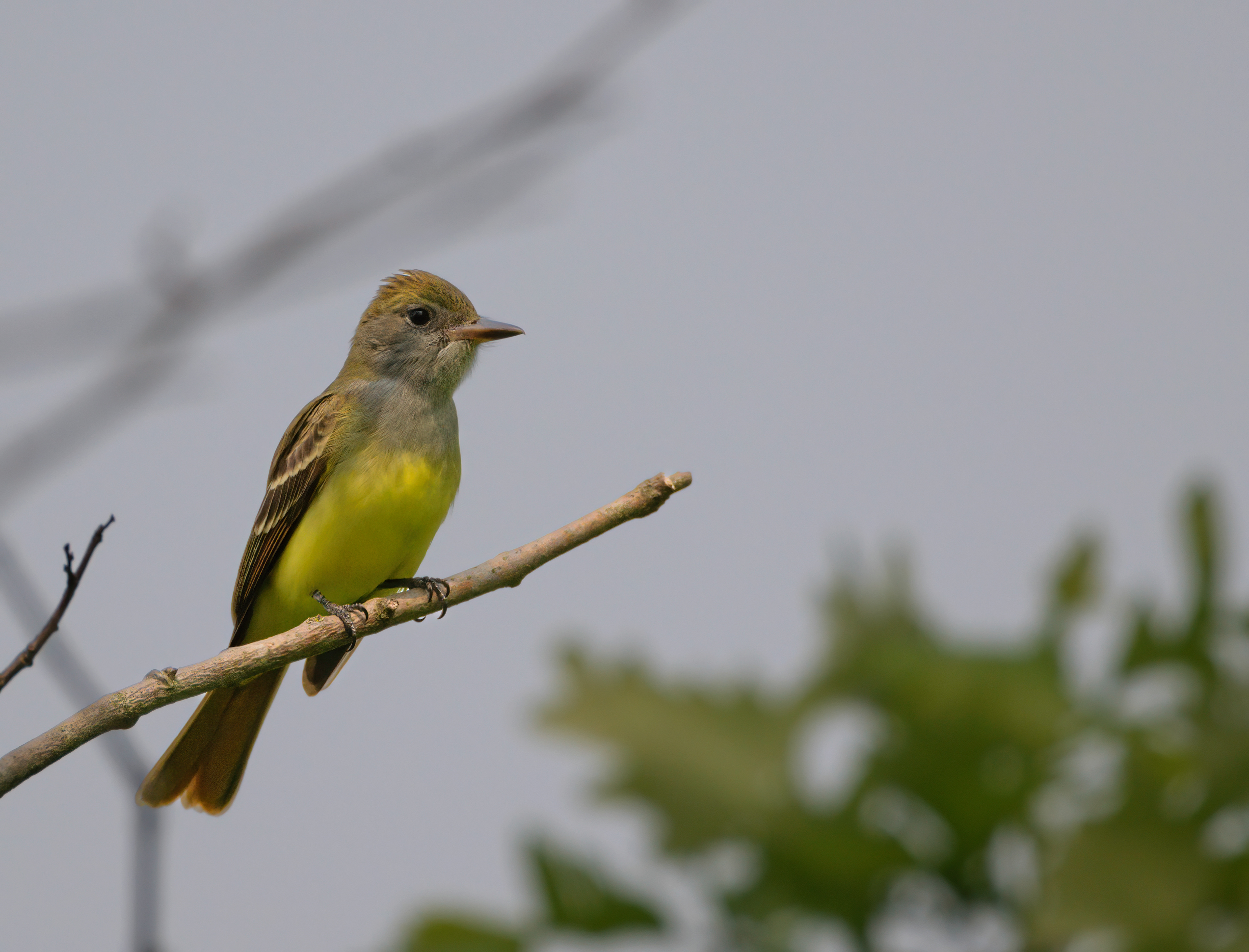 Great Crested Flycatcher
