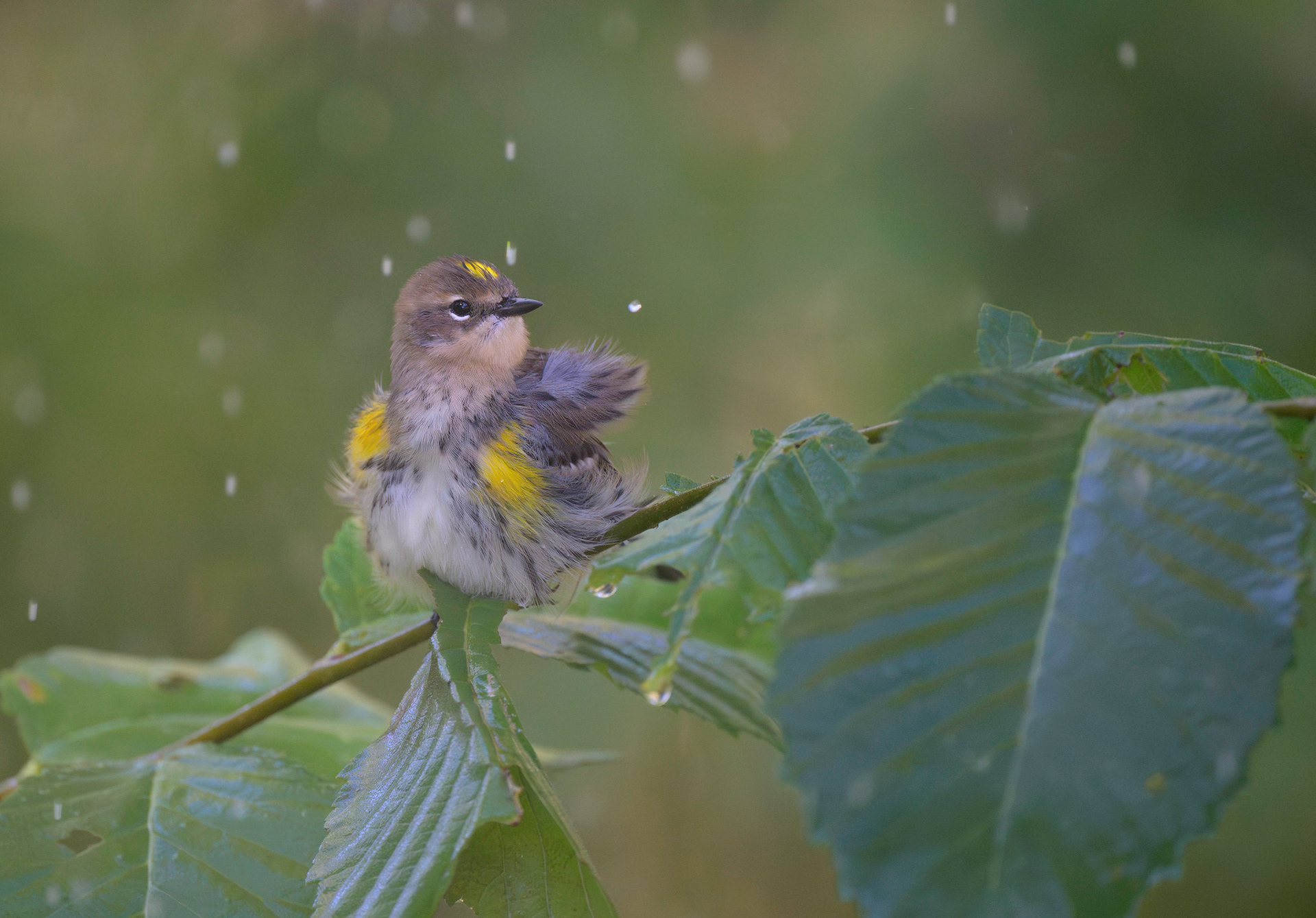 Yellow-Rumped Warbler
