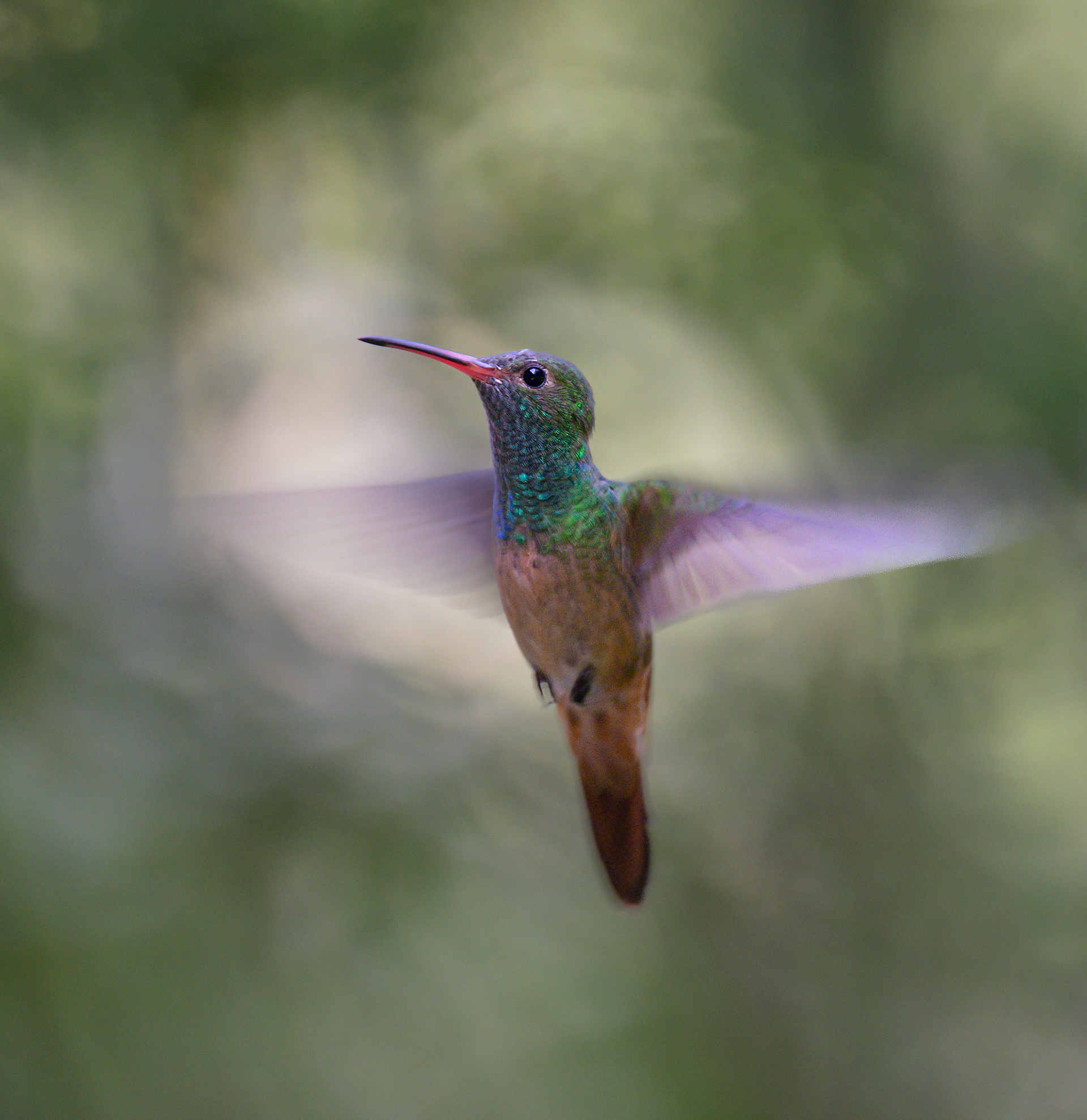 Buff-Bellied Hummingbird