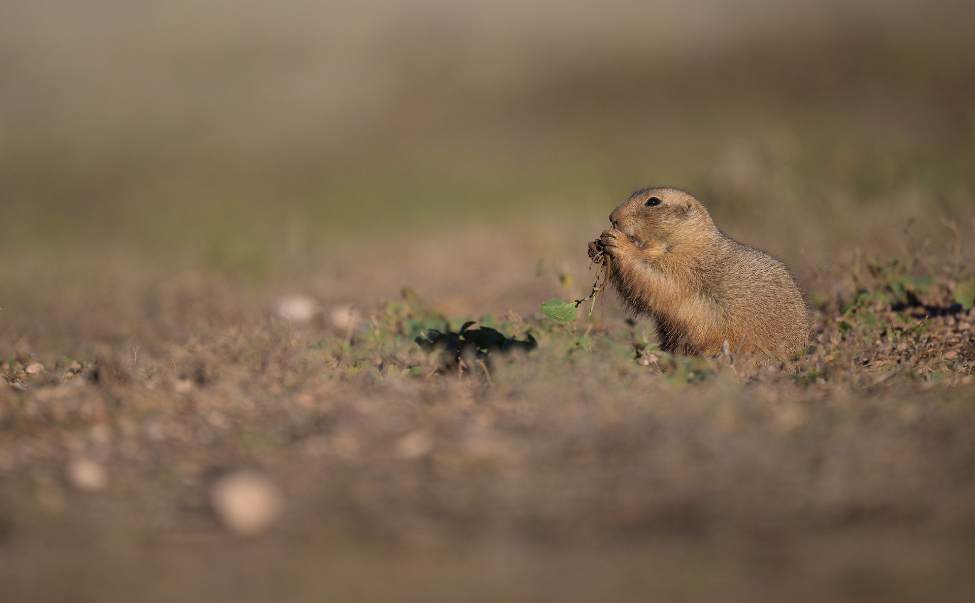 Prairie Dog