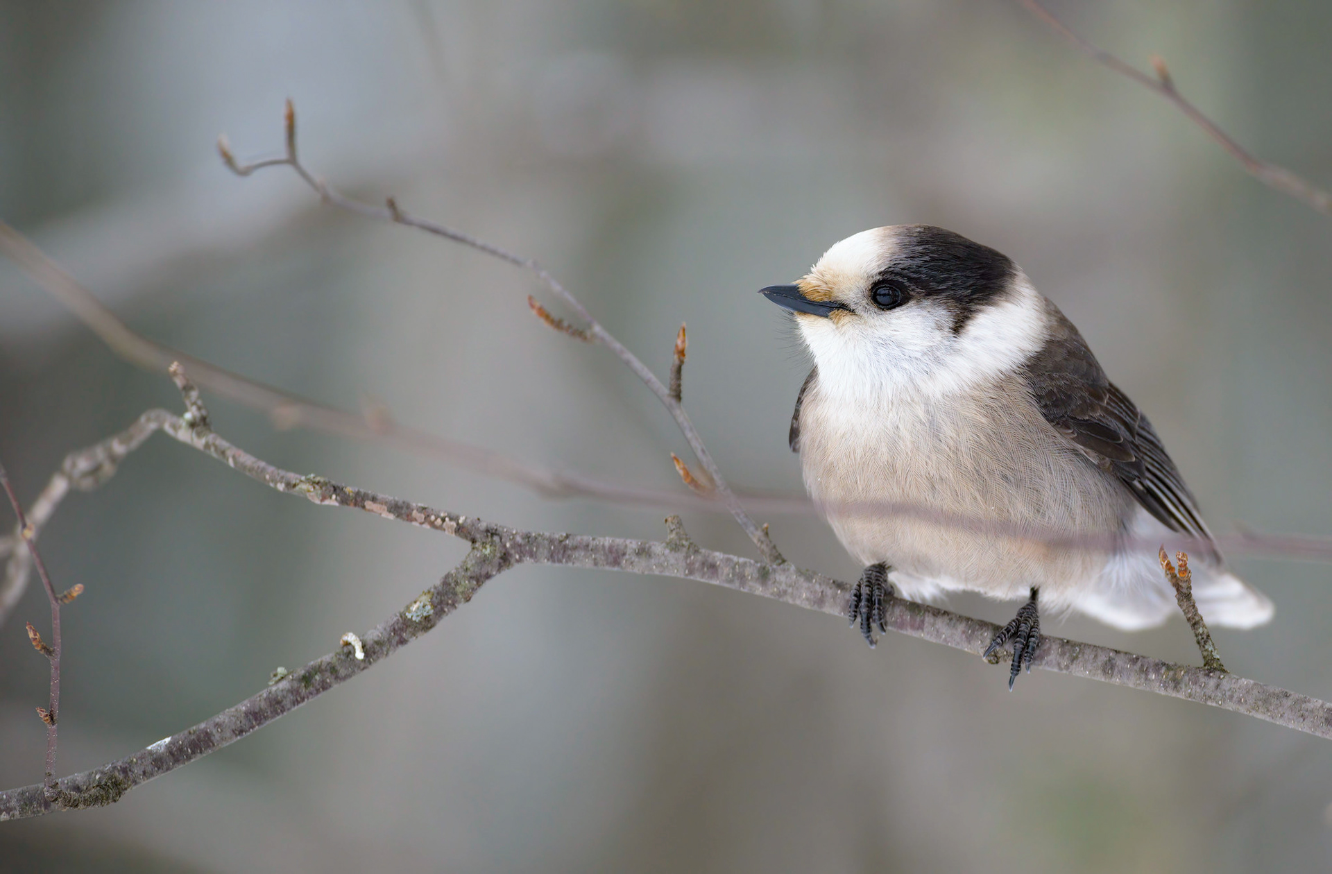 Canada Jay