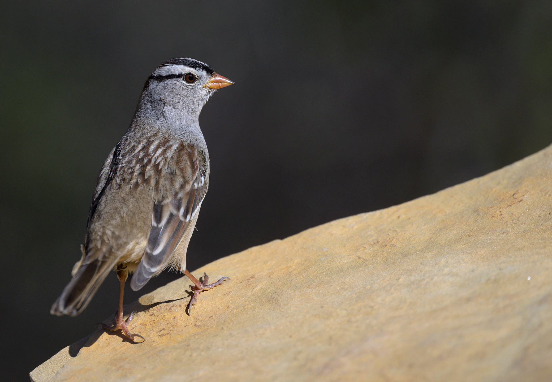 White-Crowned Sparrow