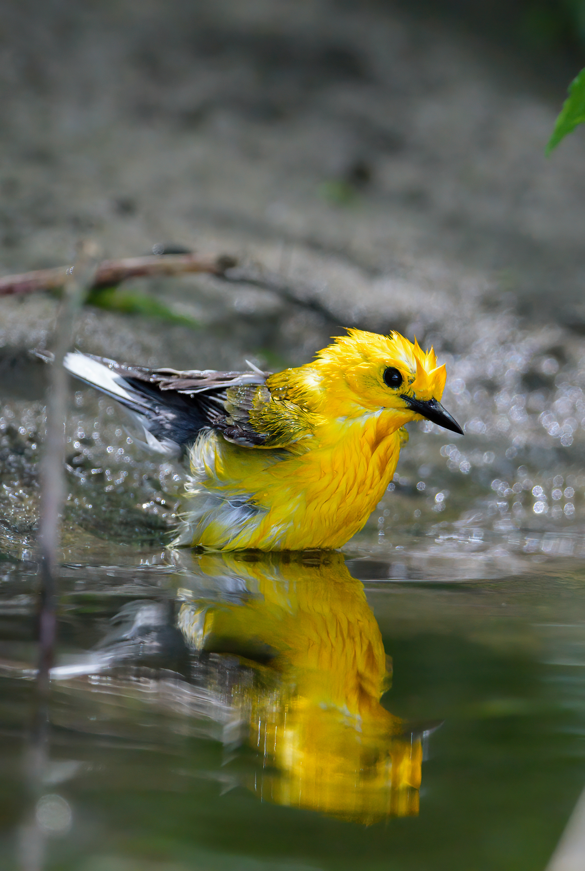 Prothonotary Warbler