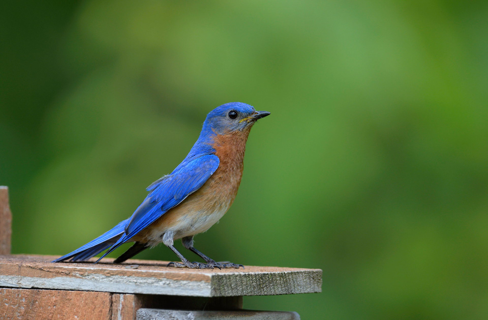 Eastern Bluebird