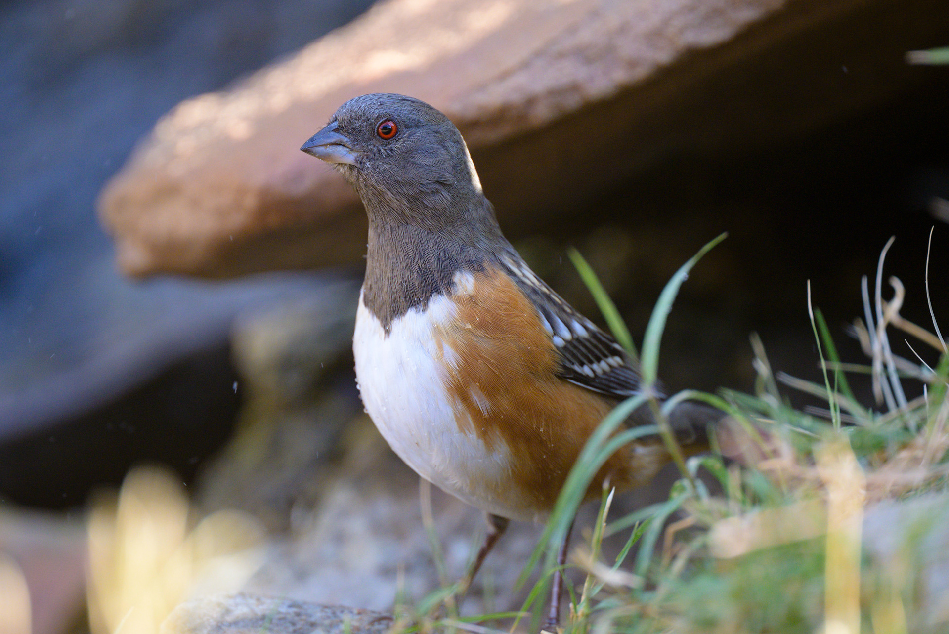 Spotted Towhee