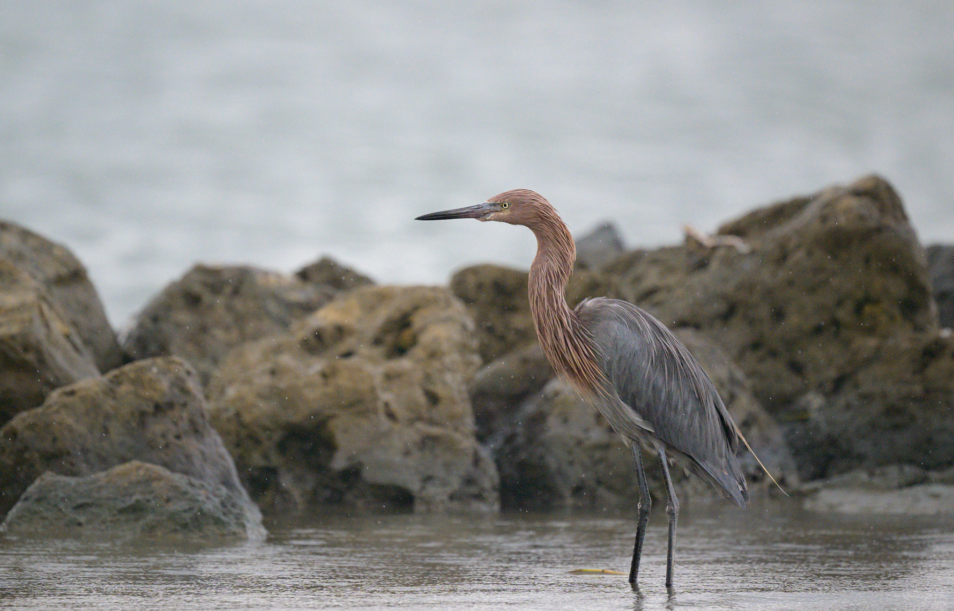 Reddish Egret
