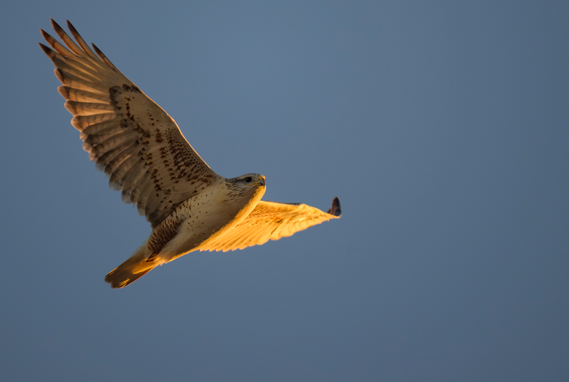 Ferruginous Hawk