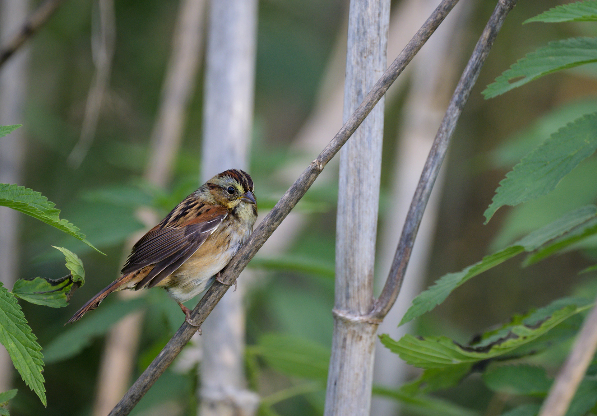 Swamp Sparrow
