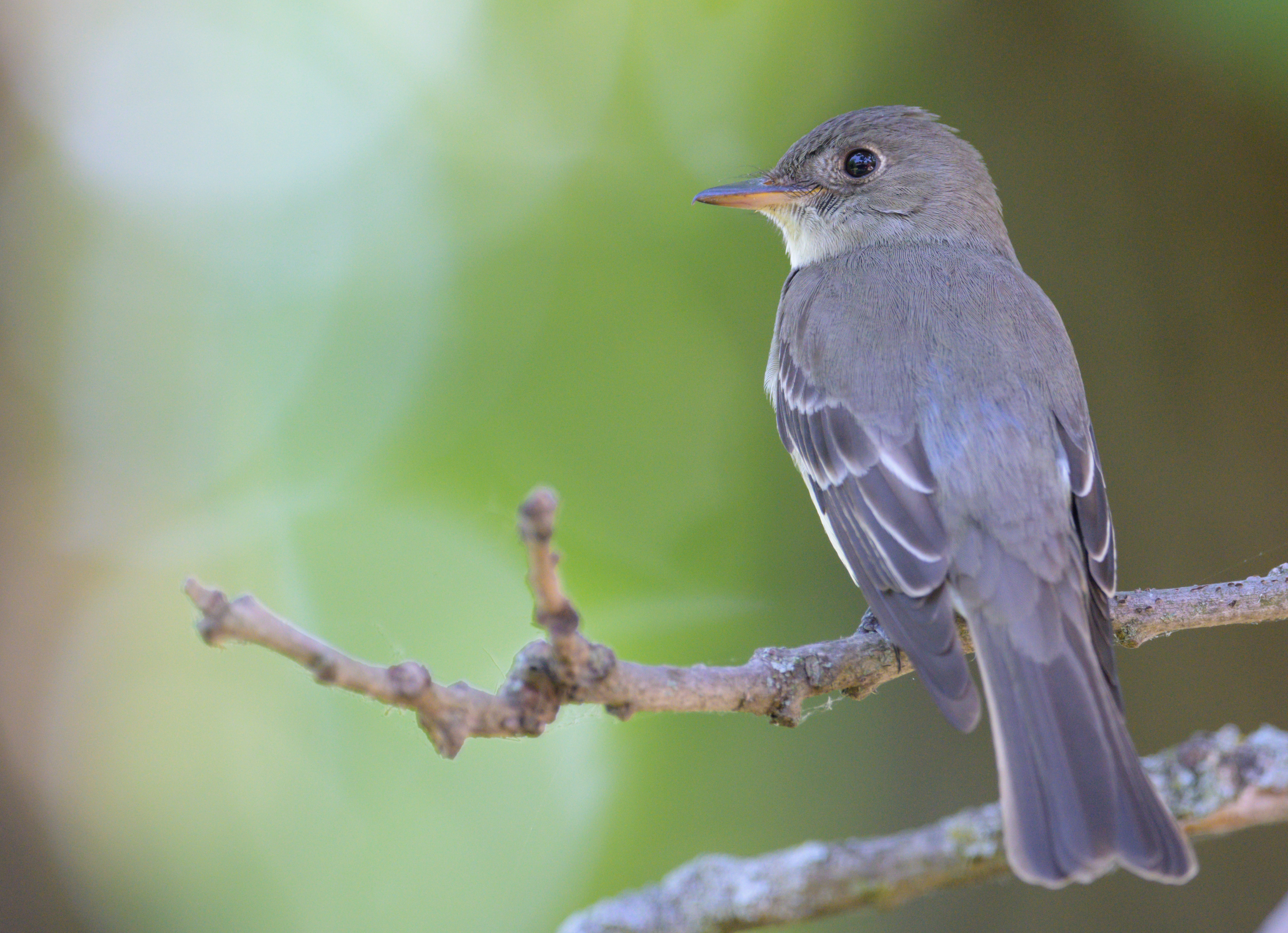 Eastern Wood Pewee