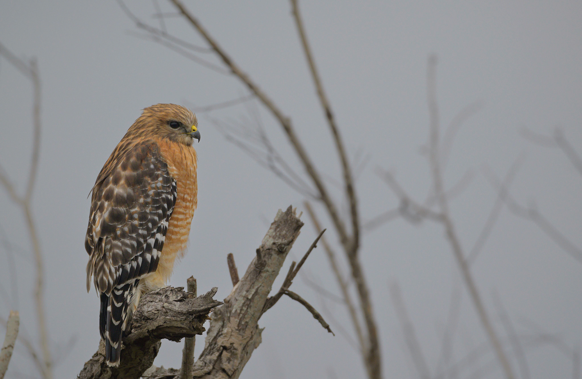 Red-Shouldered Hawk