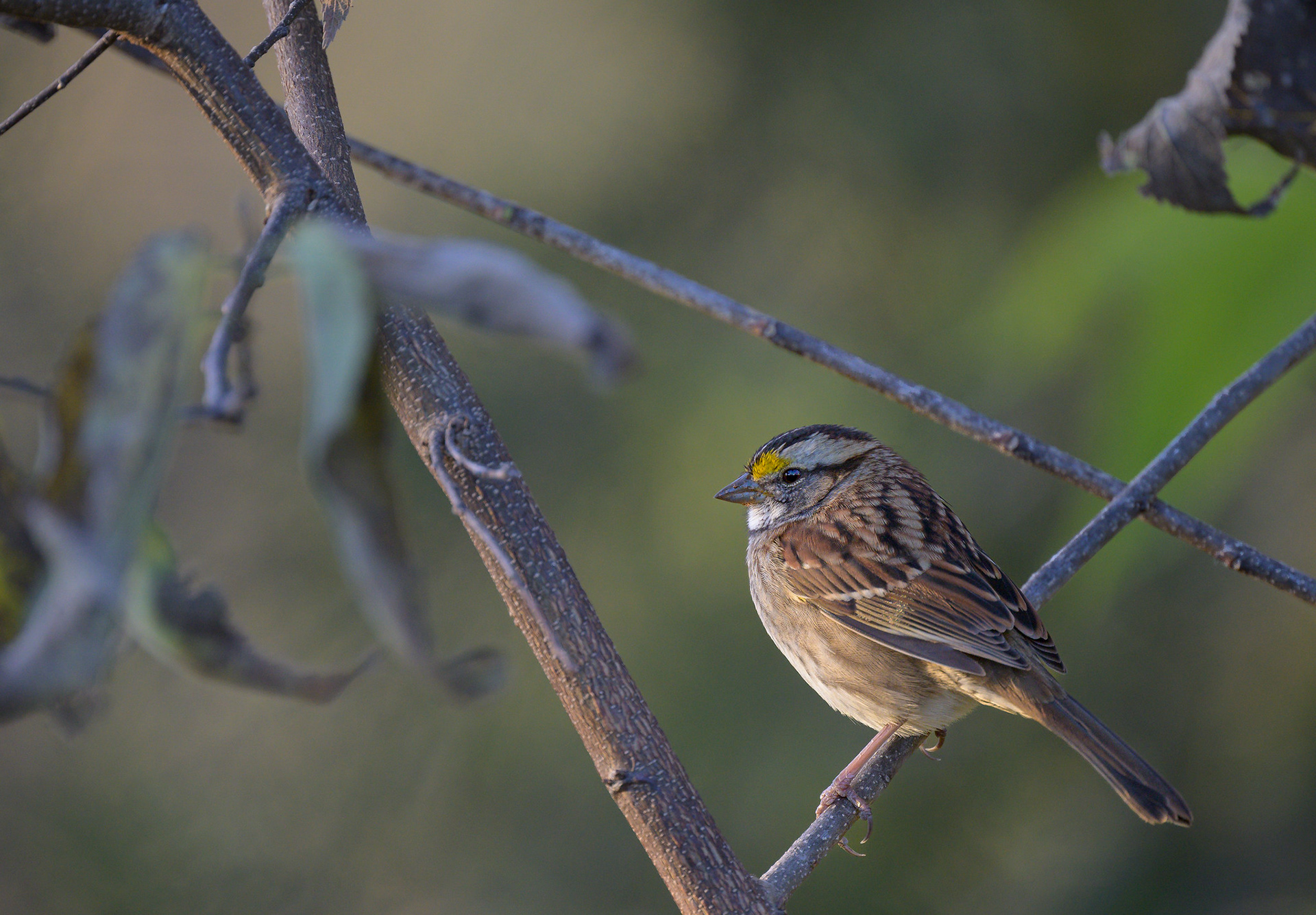 White-Chinned Sparrow