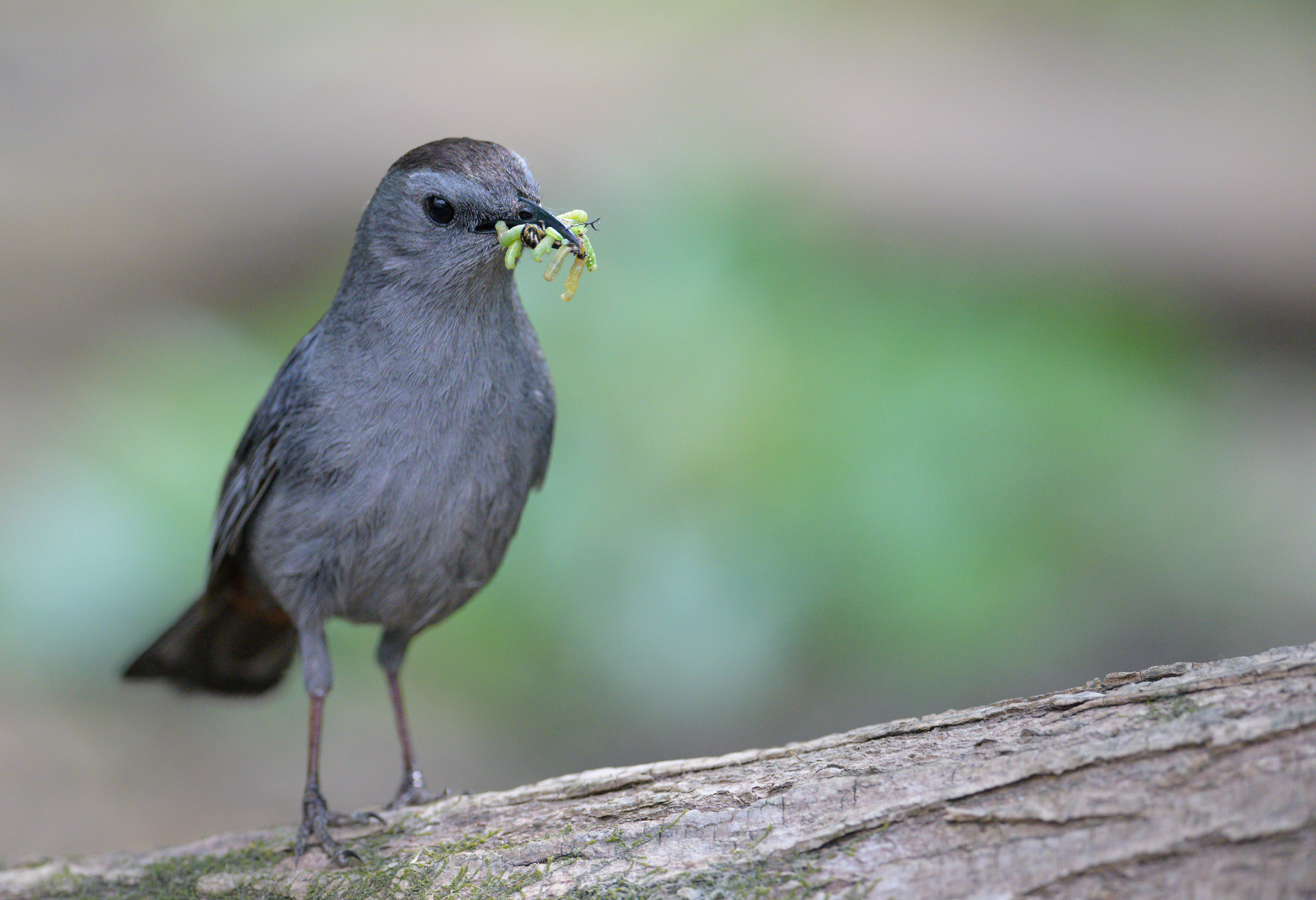 Gray Catbird
