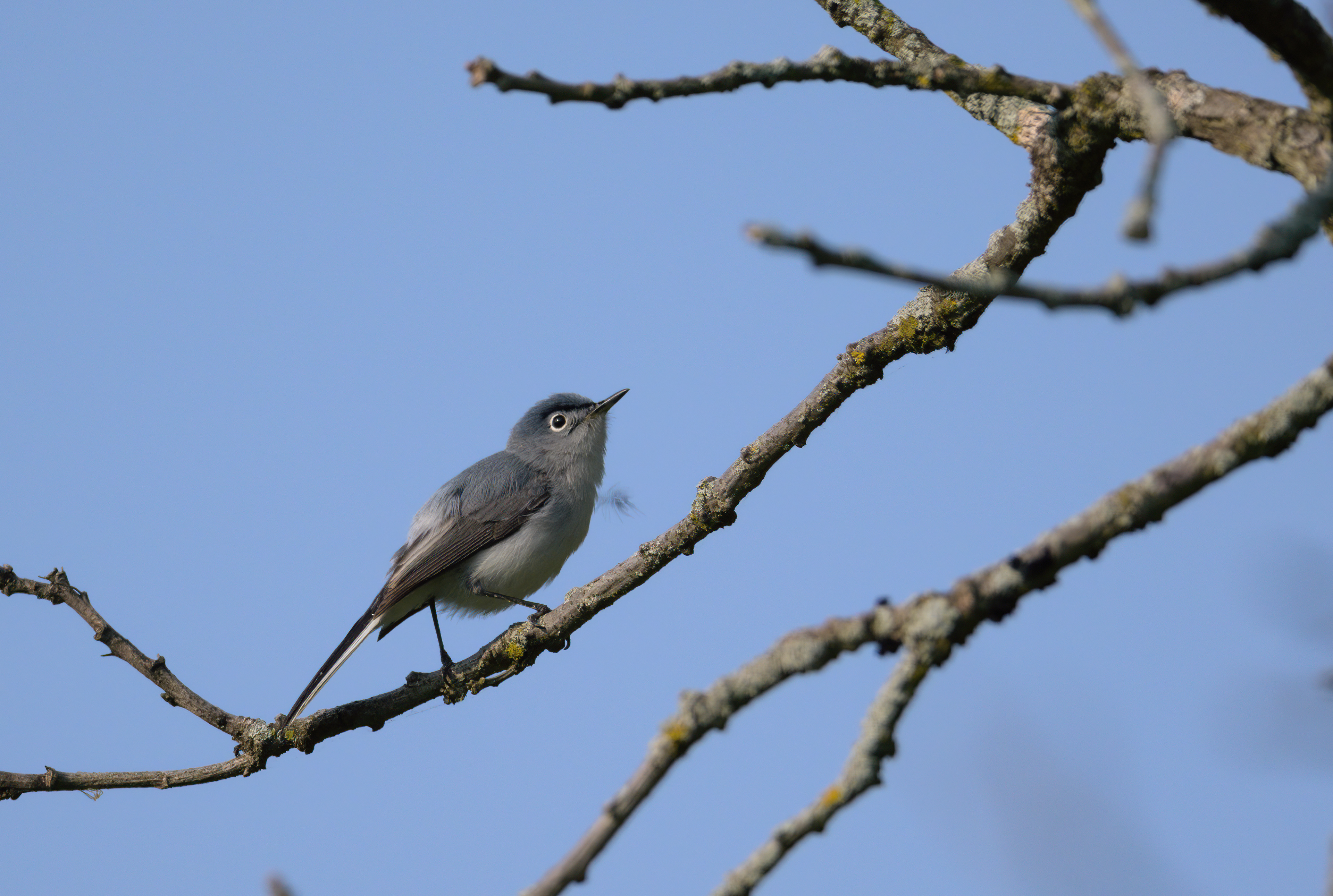 Blue Gray Gnatcatcher