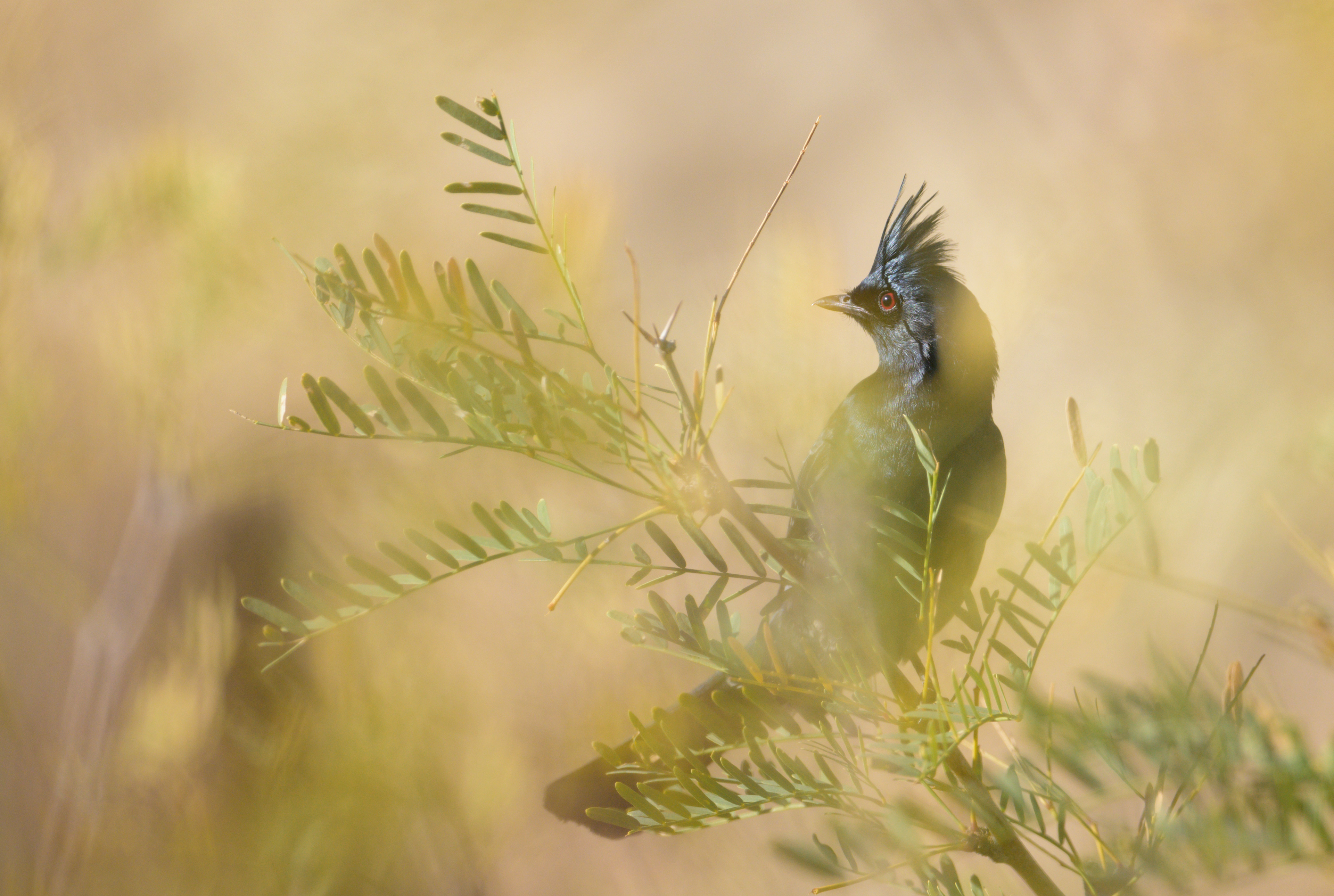 Phainopepla