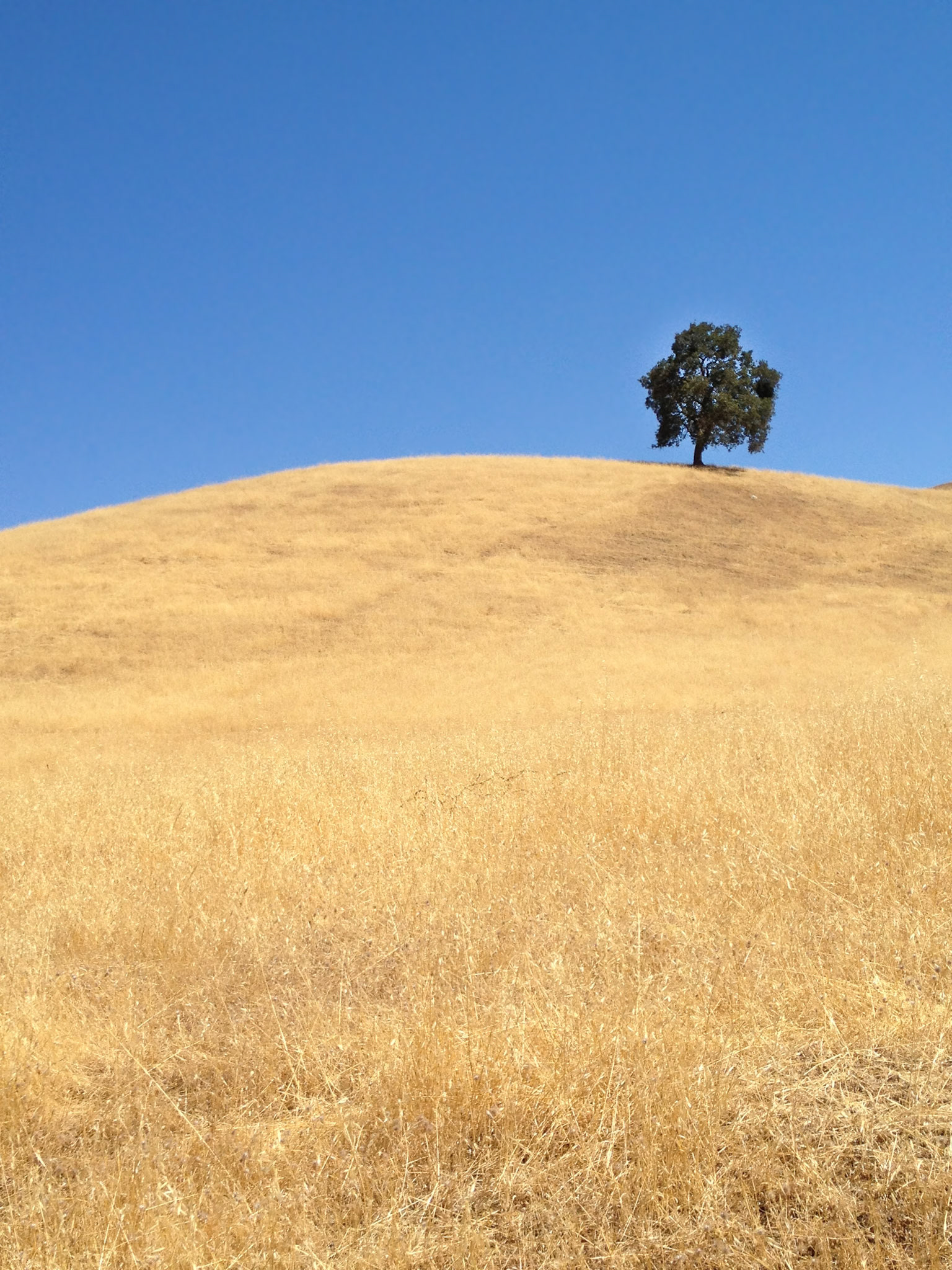 Lone Tree on Golden Hill - Sunol