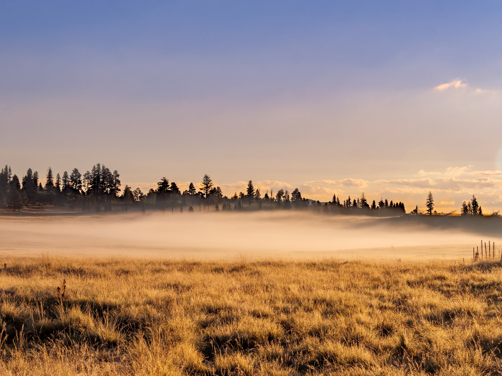 Morning Fog in Sitgreaves
