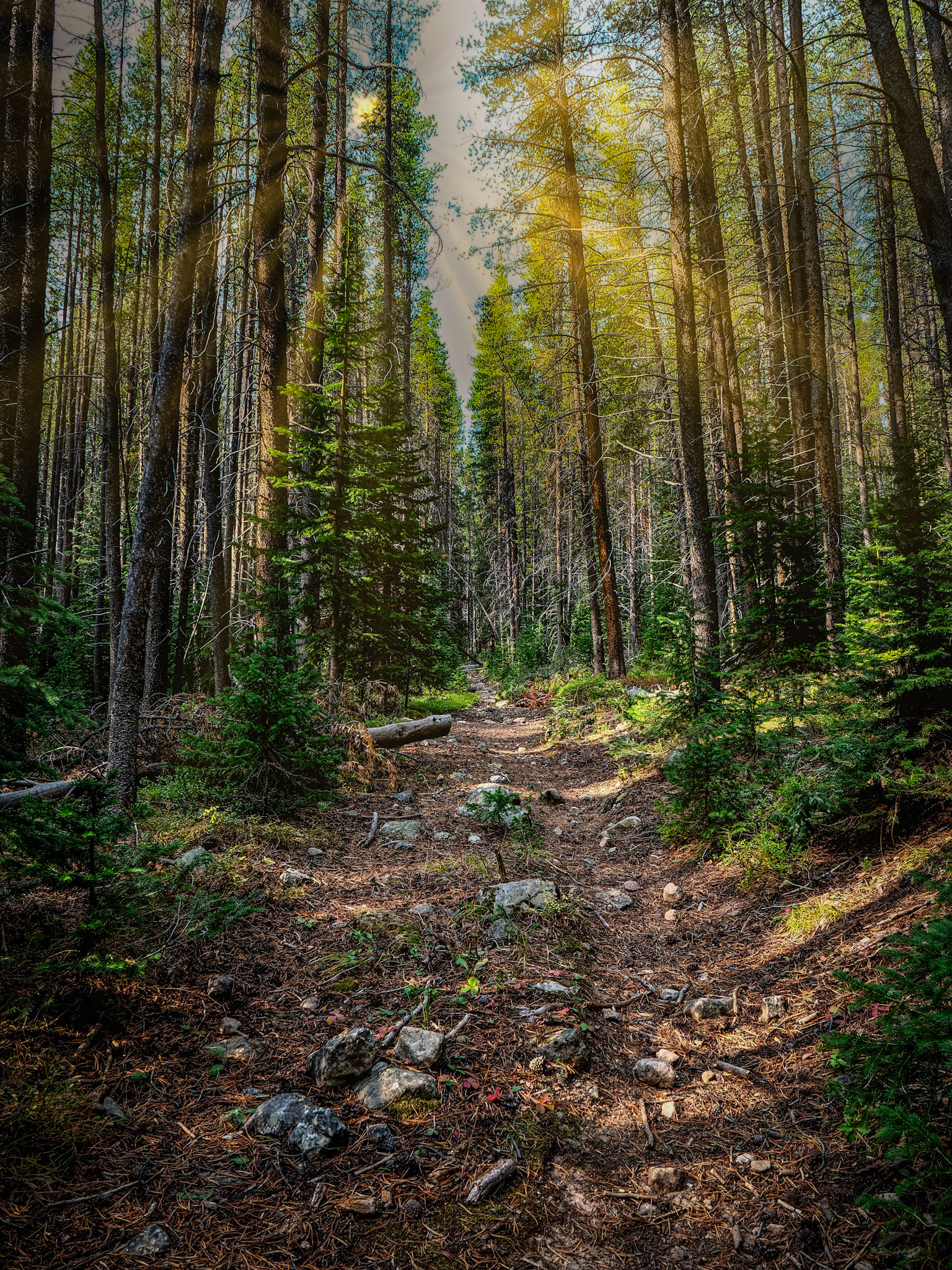 Aspen-Spruce-Norrie Trail wth Sunrays