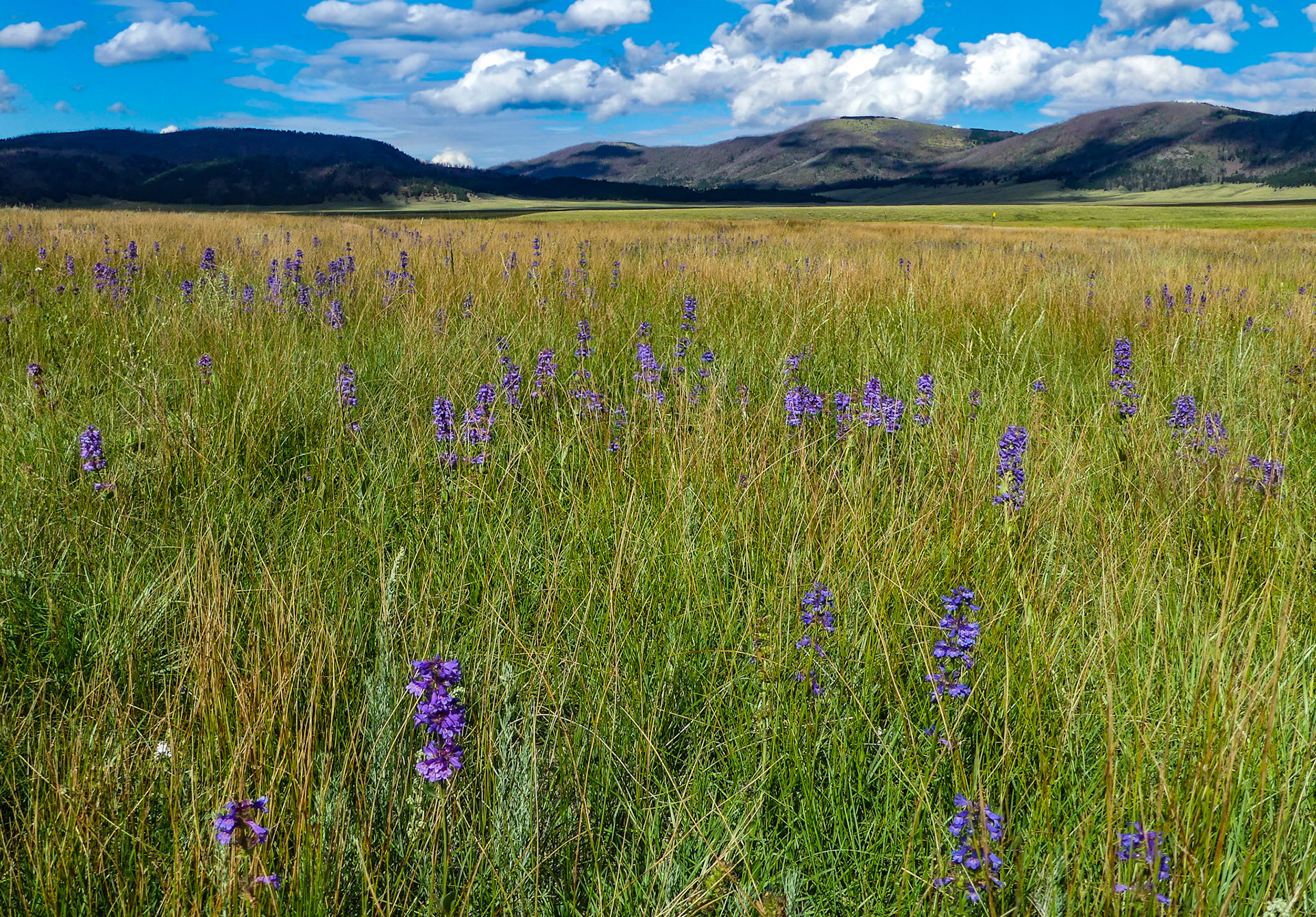 Wildflowers in Valley