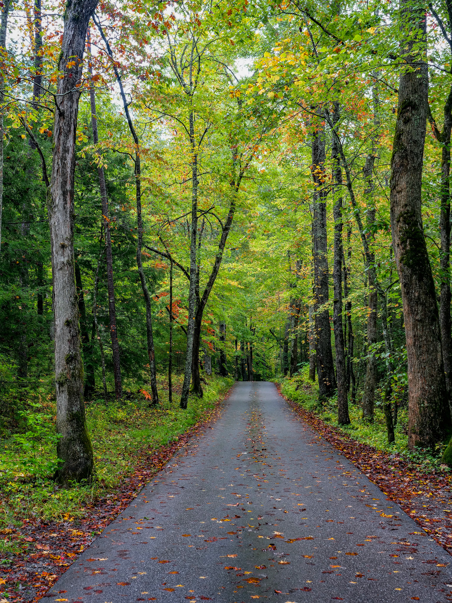Cades Cove Loop Traveling East