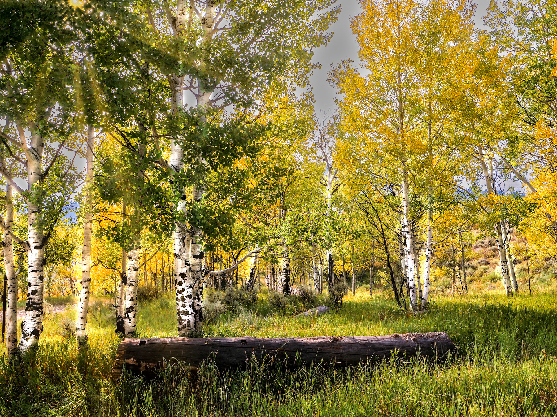 Aspen Grove with Log and Sunrays