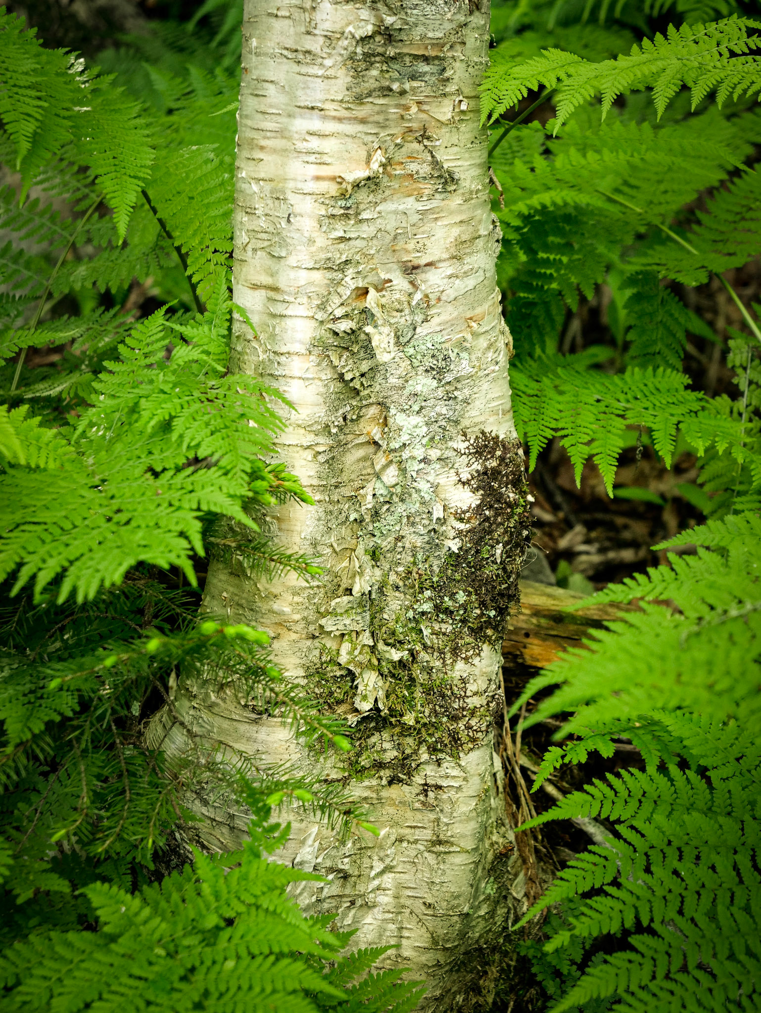 Birch and Ferns