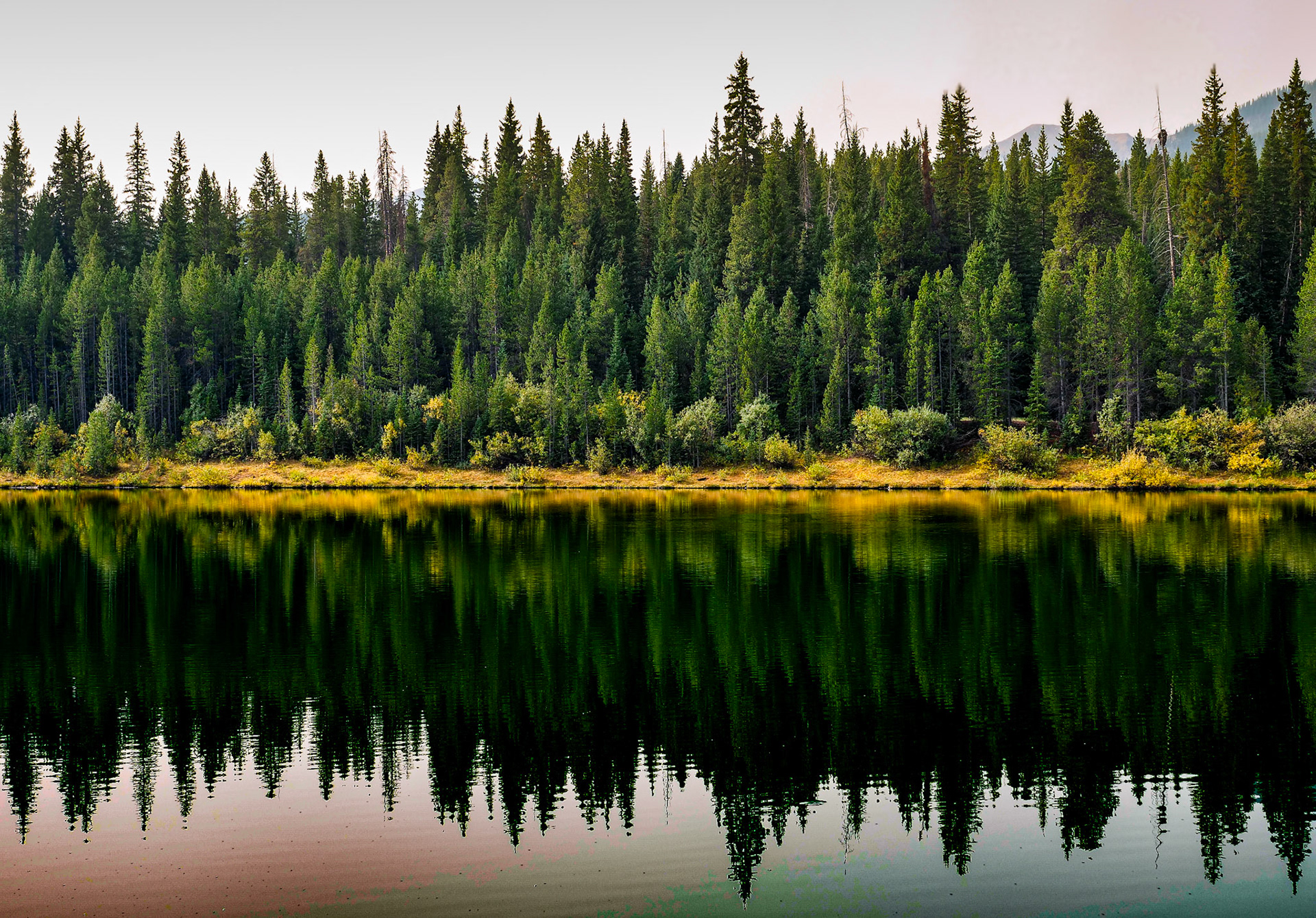 Spruce and Pine Mirrored Reflection II