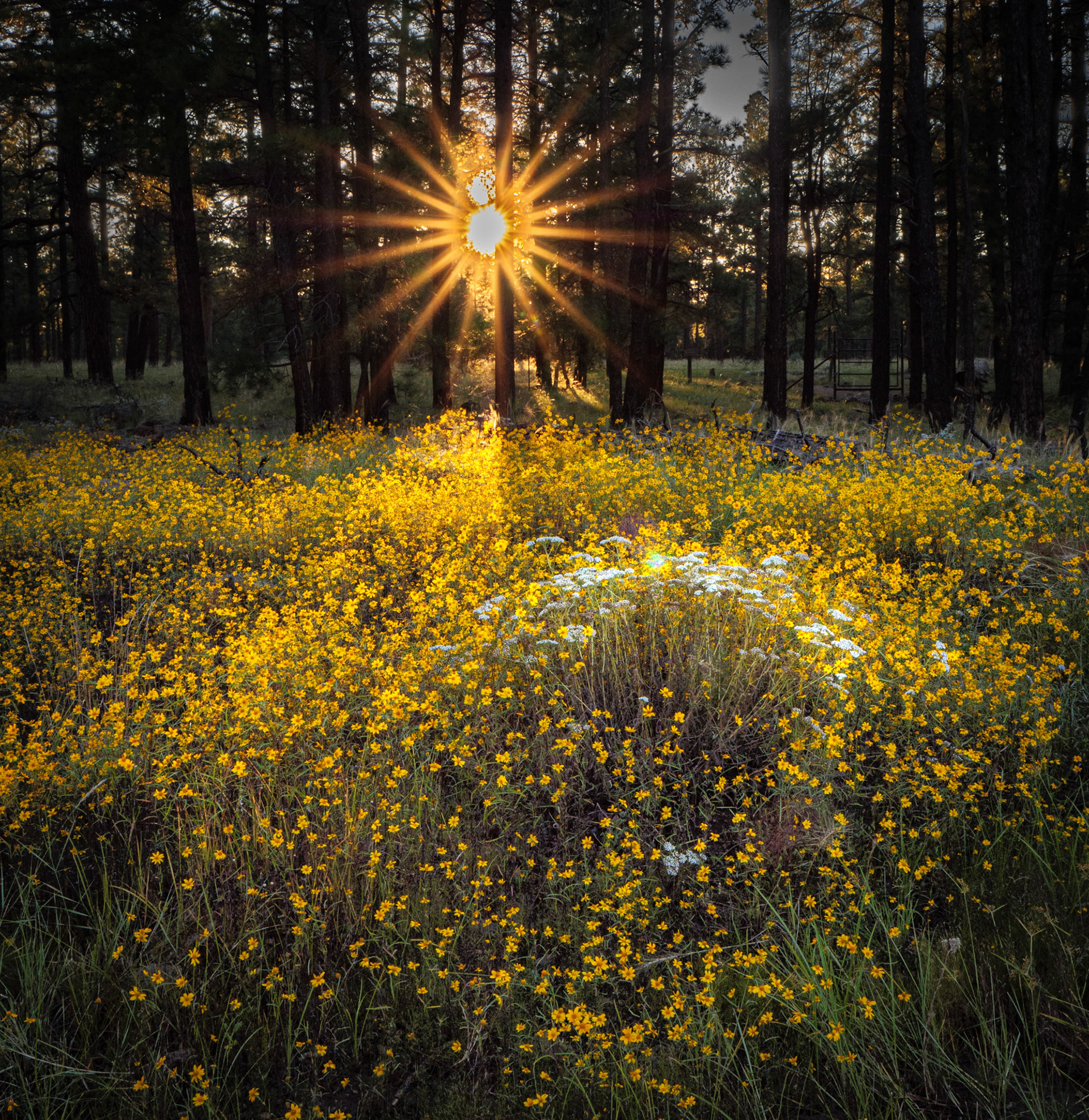Sunset Through The Pines