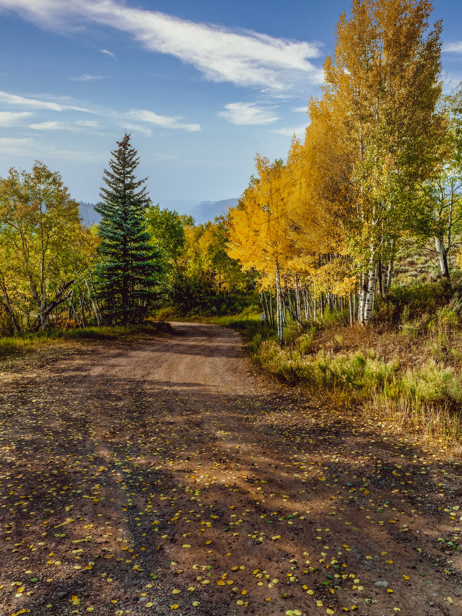 Golden Aspens and Dirt Road