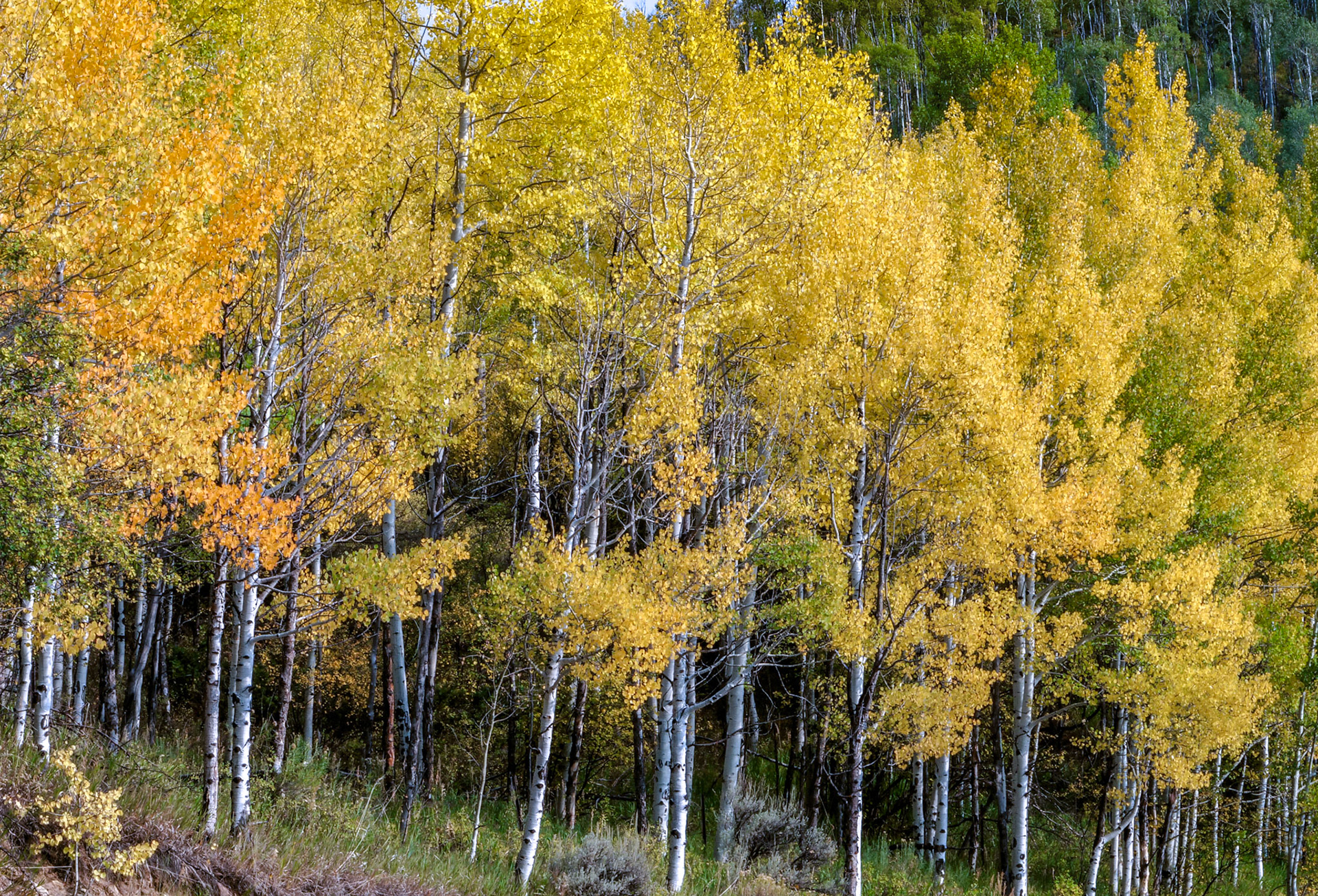 September Aspens II