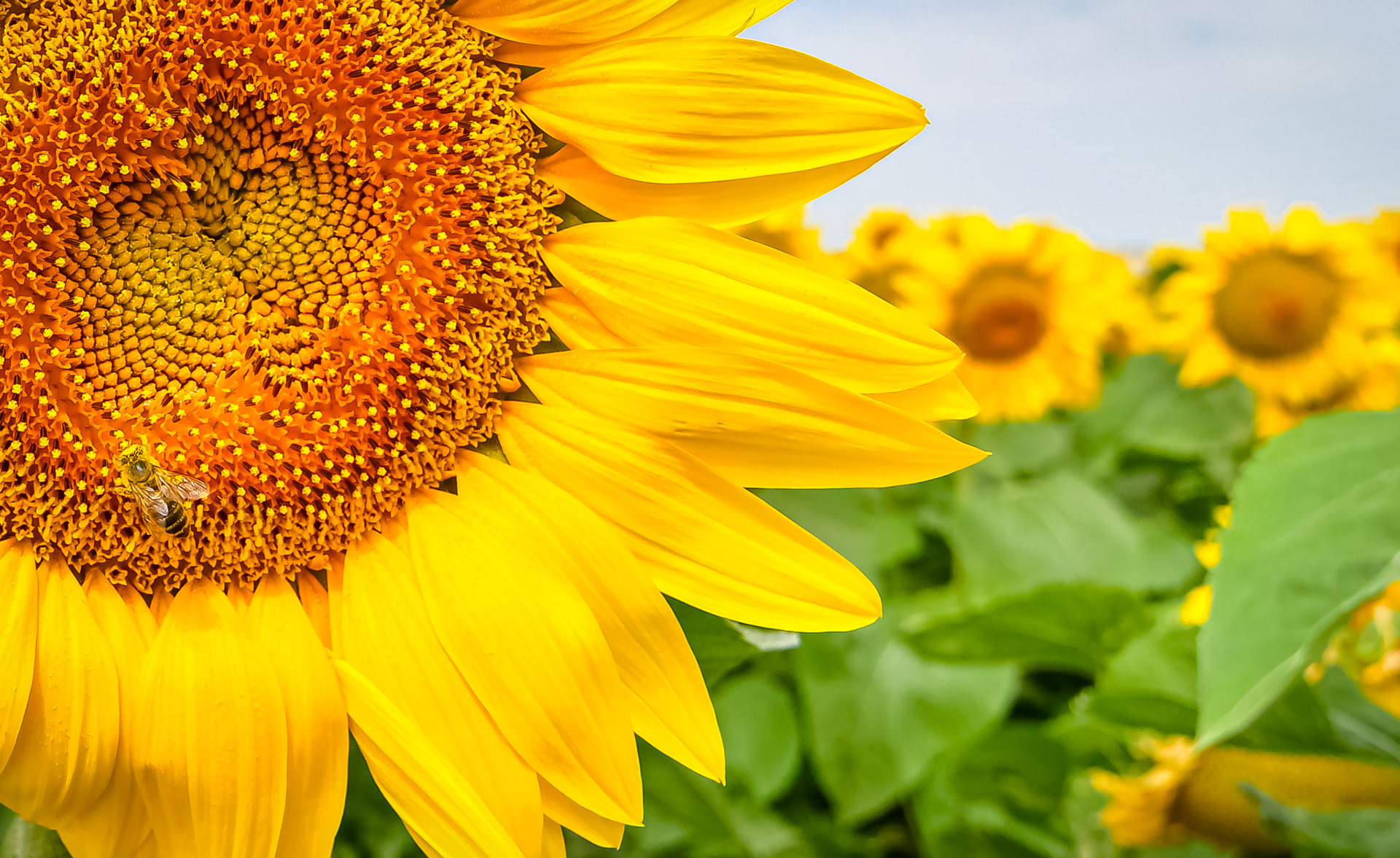 Le pollen et l'abeille.