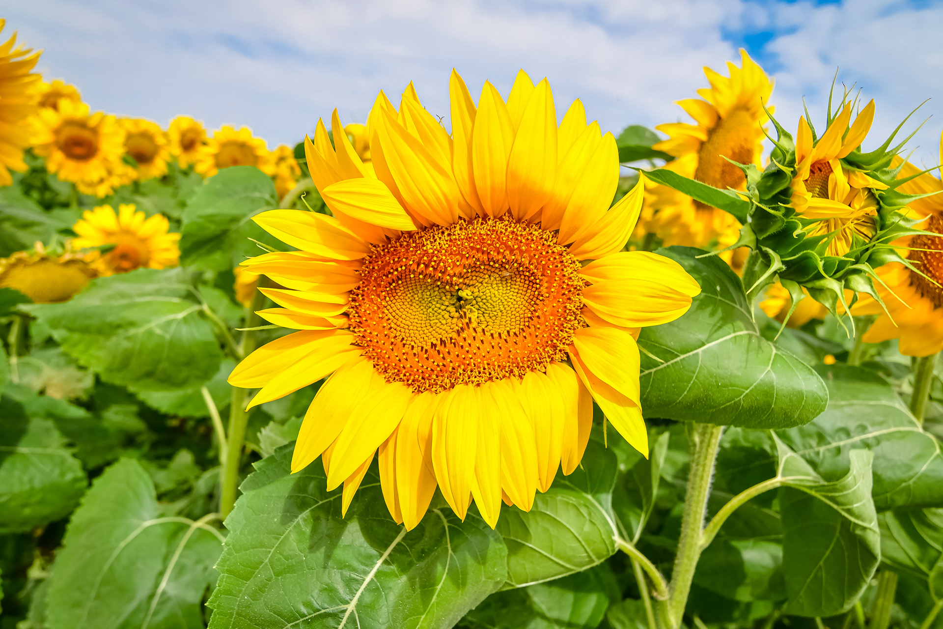 Le tournesol jumeau.