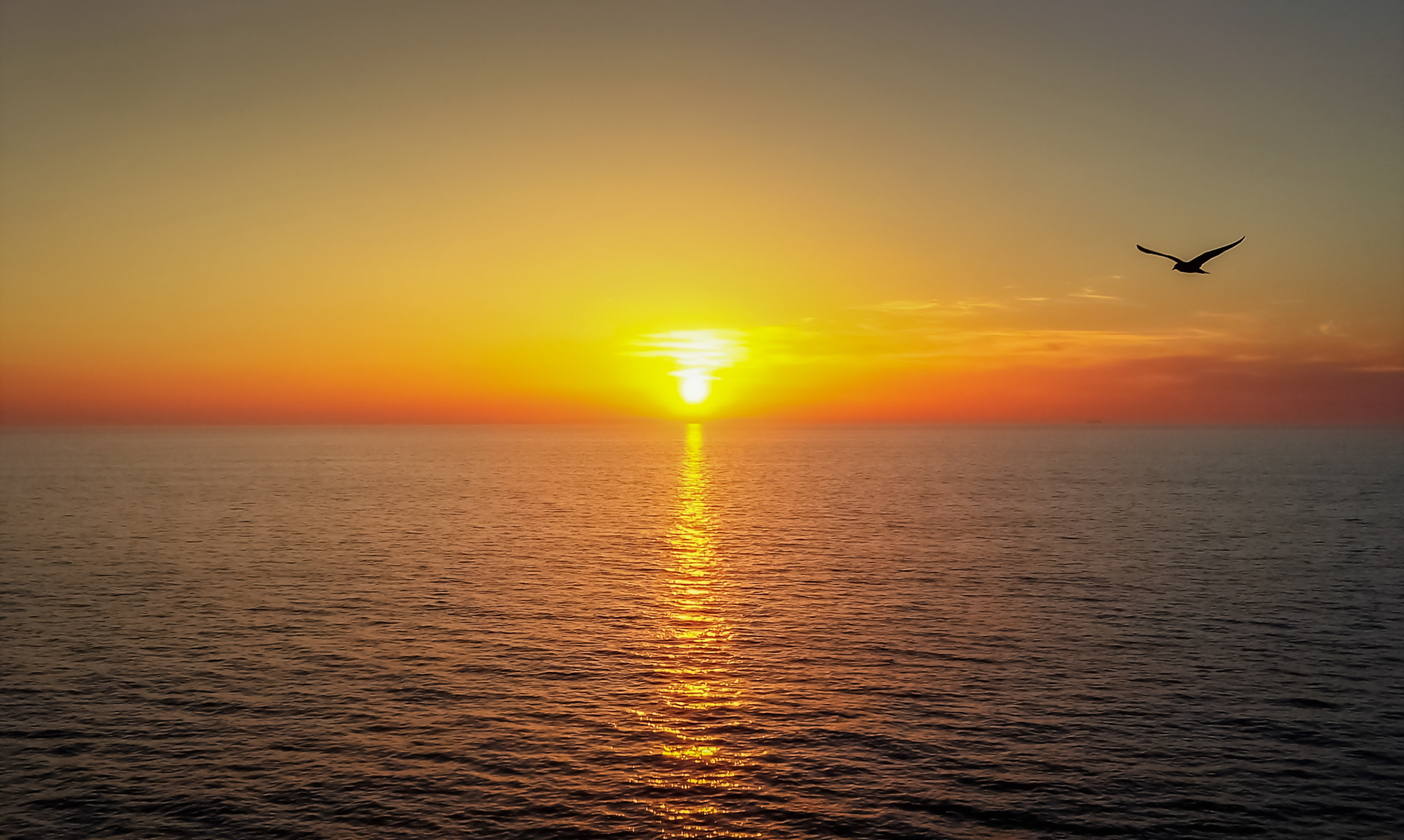 Le soleil, la mouette et l'horizon.