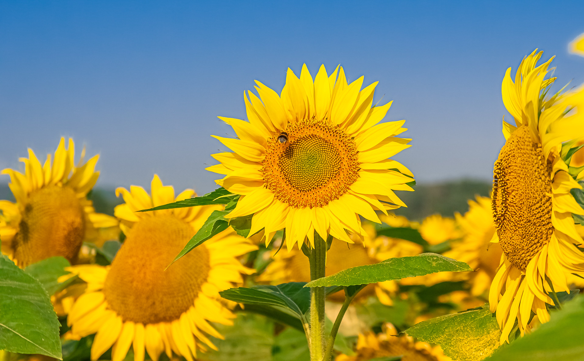 L'abeille et la fleur soleil.