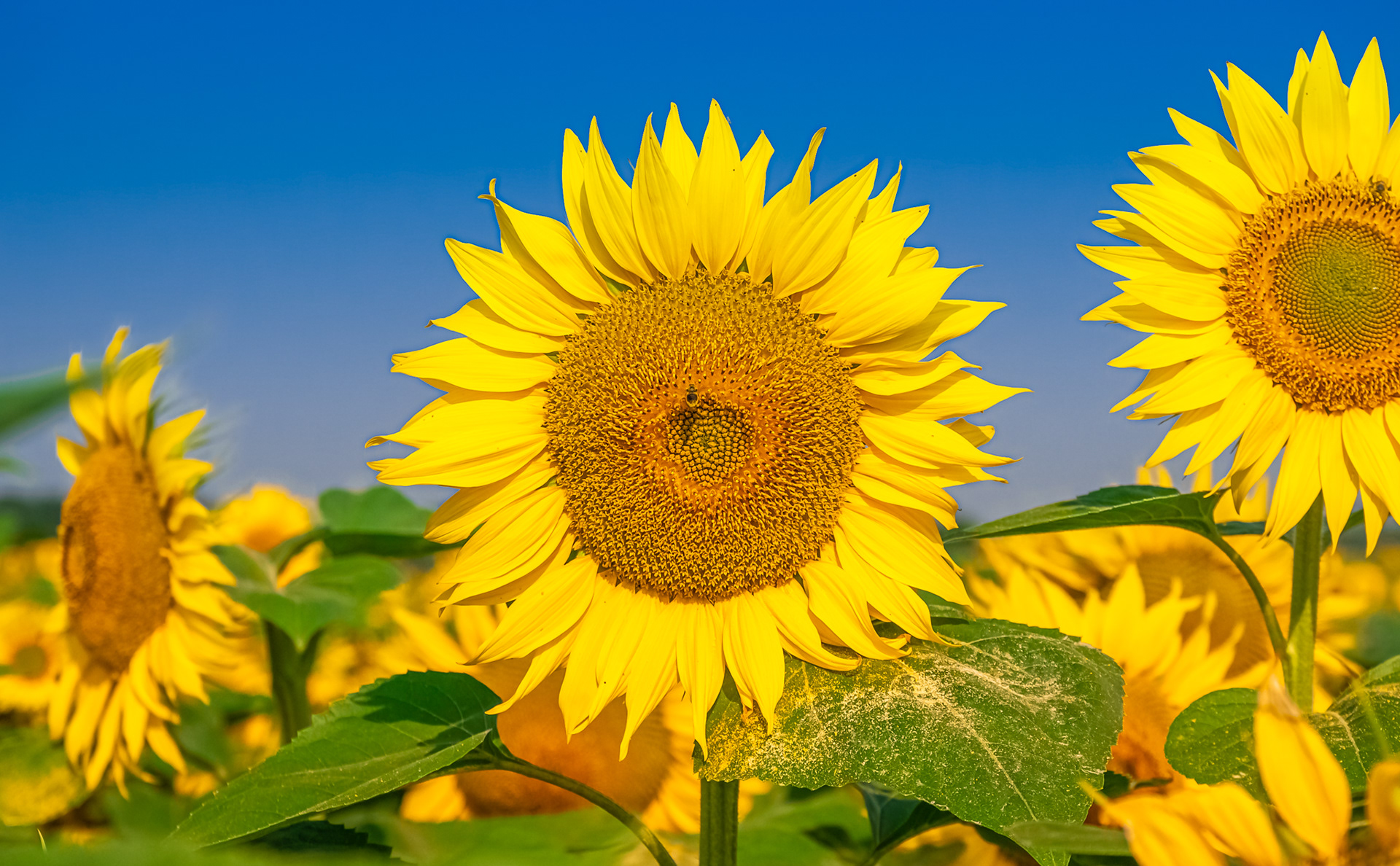 La fleur du soleil et le bleu du ciel.