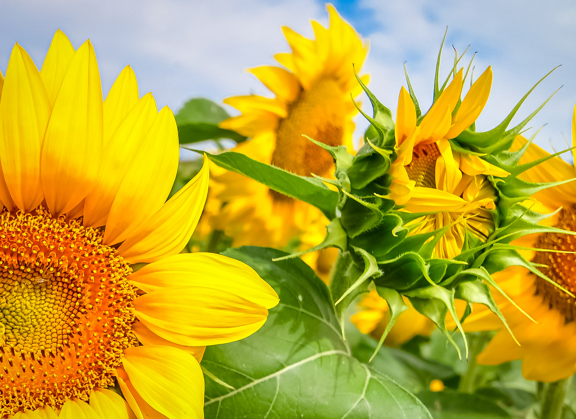 La fleur et le bouton d'or.