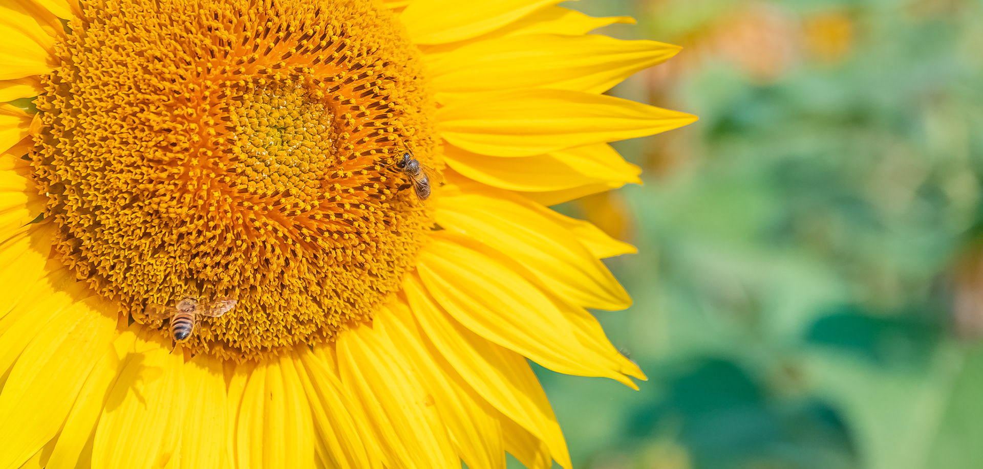 Les abeilles et le pollen.