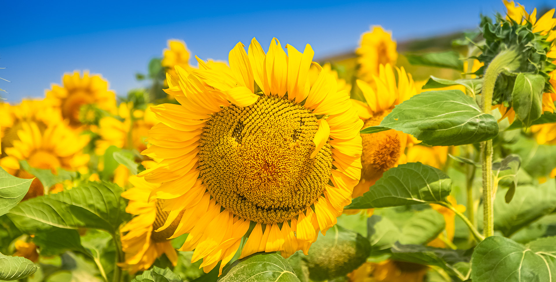 Le tournesol joyeux.