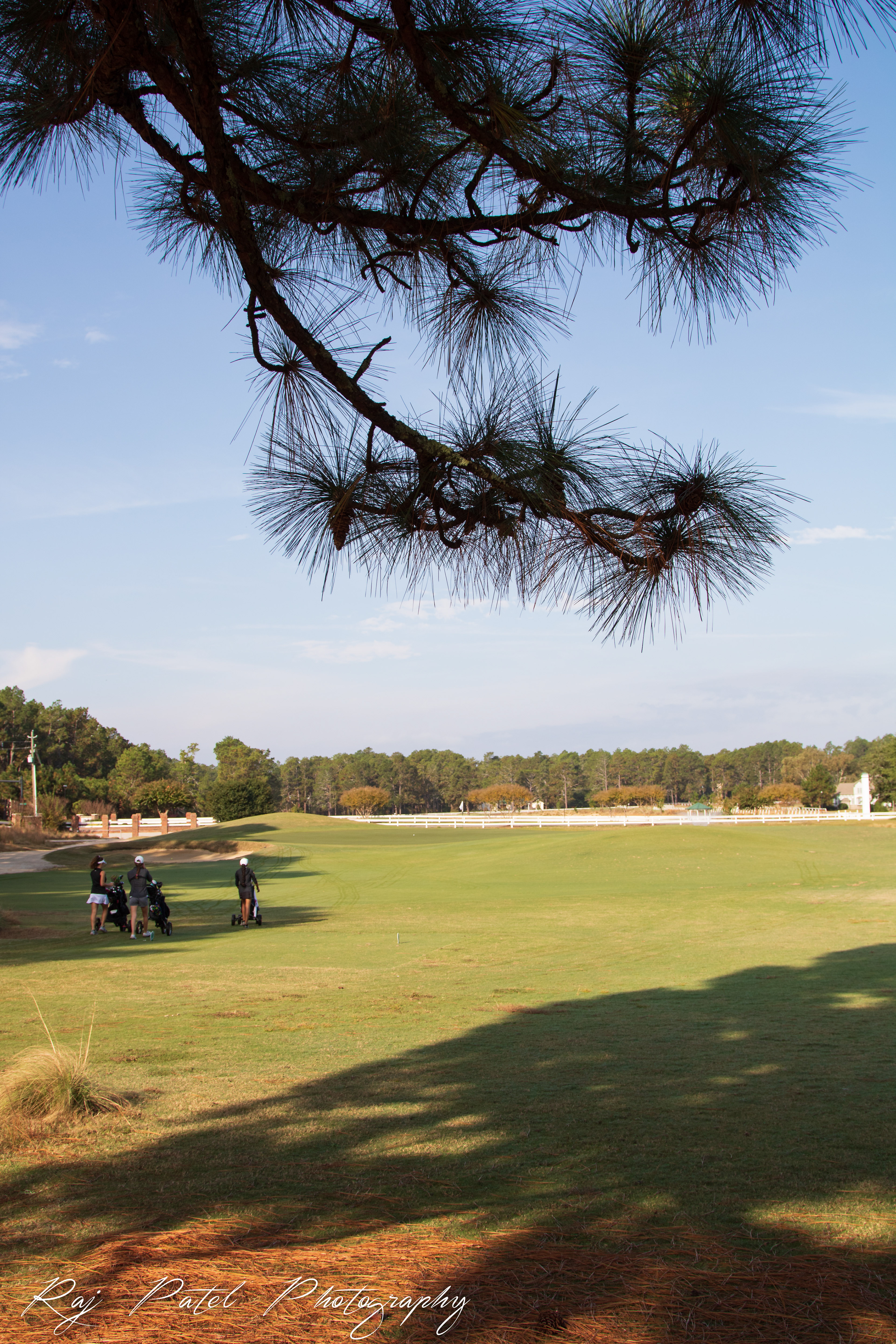 Long Leaf, Southern Pines
