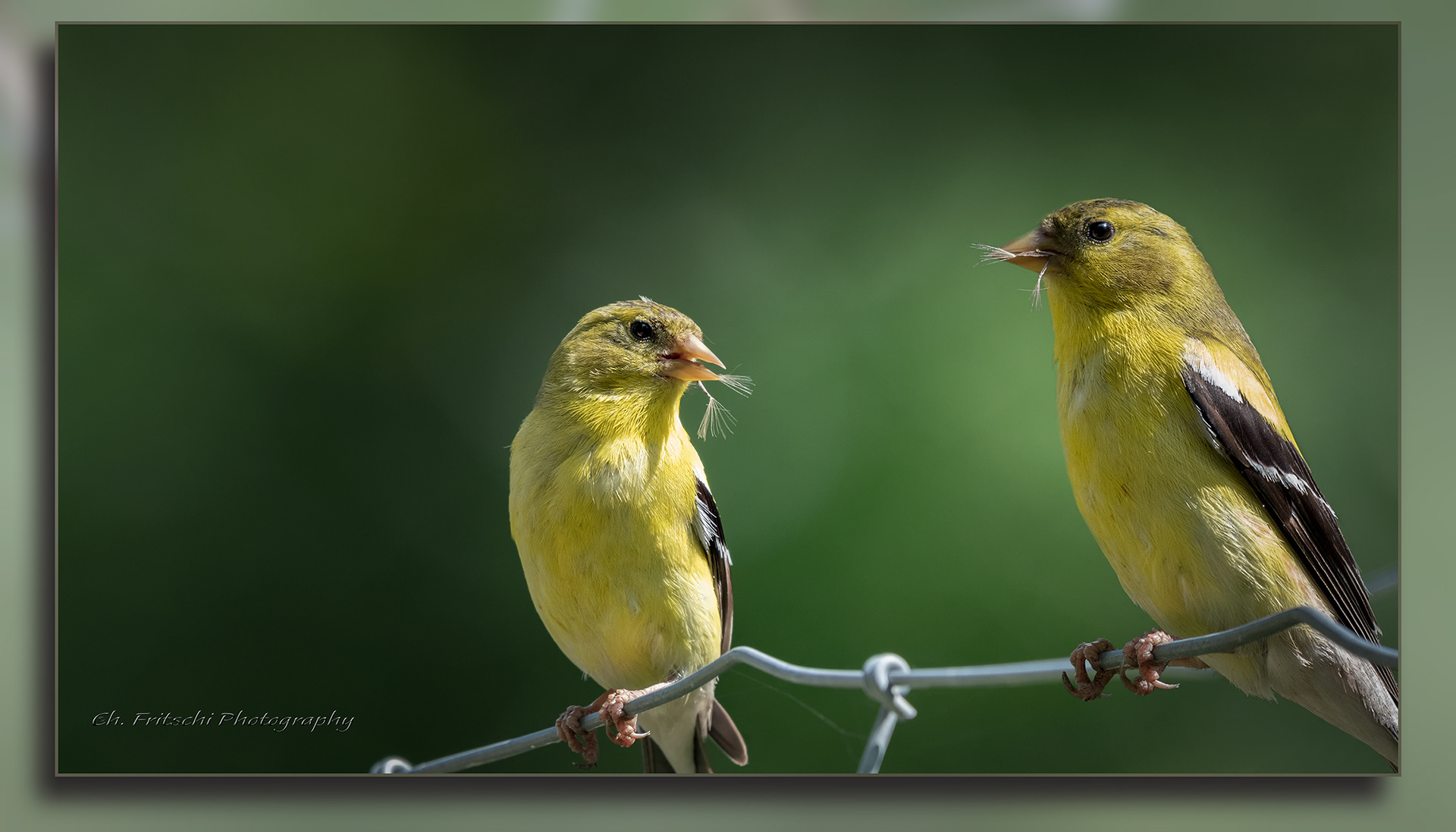 Same bird, different poses. Two birds with one shot.