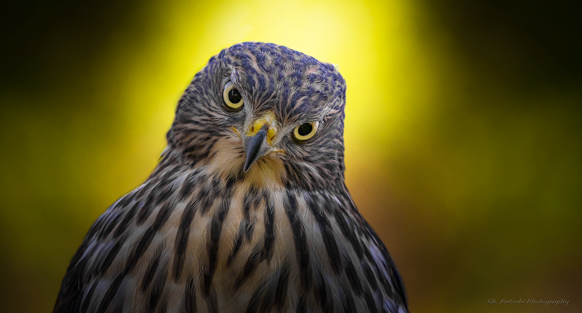 Juvenile Cooper's Hawk