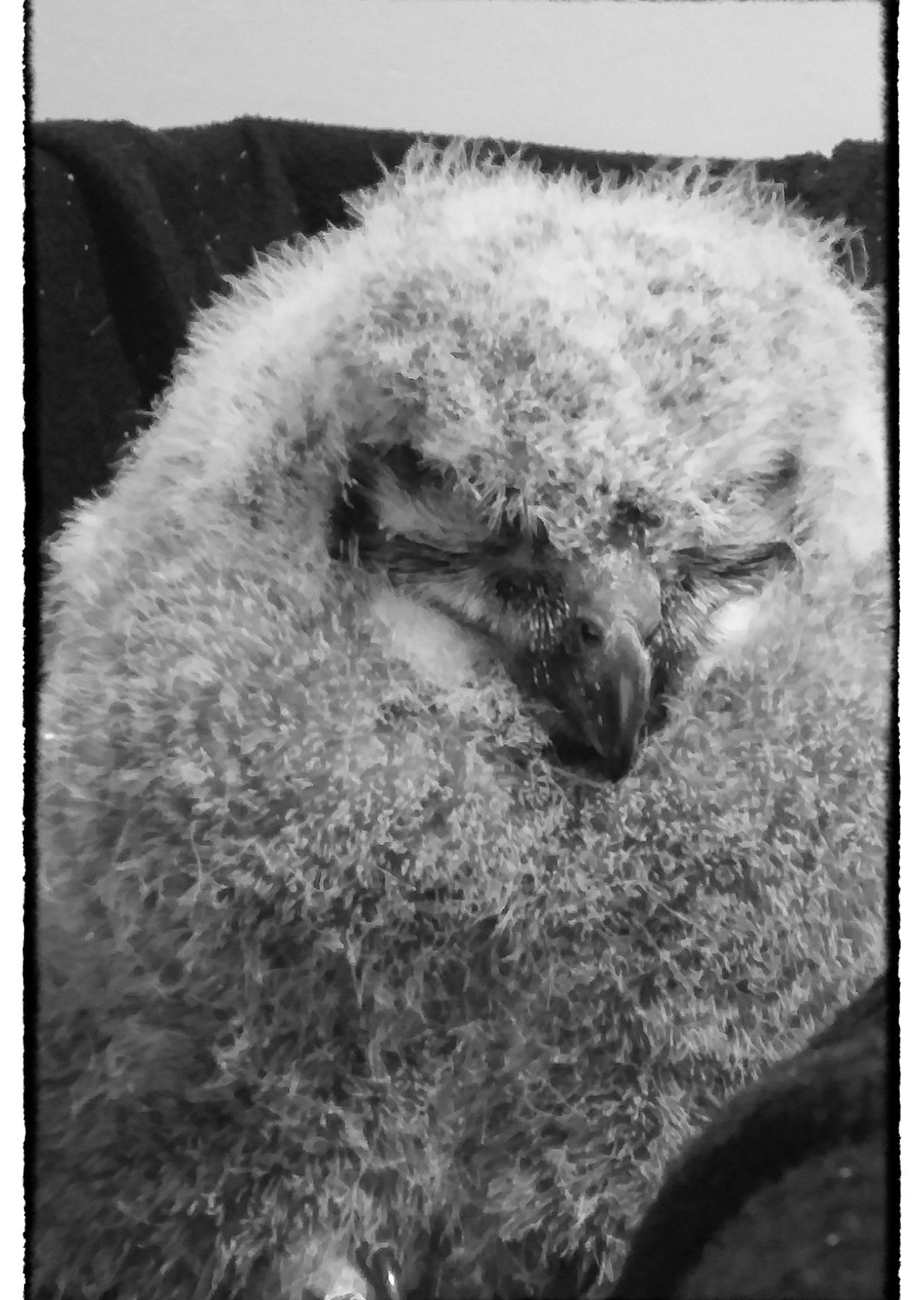 Baby Great Horned Owl
