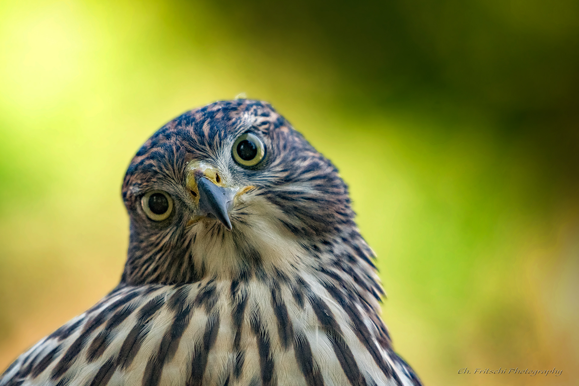 Juvenile Cooper's Hawk