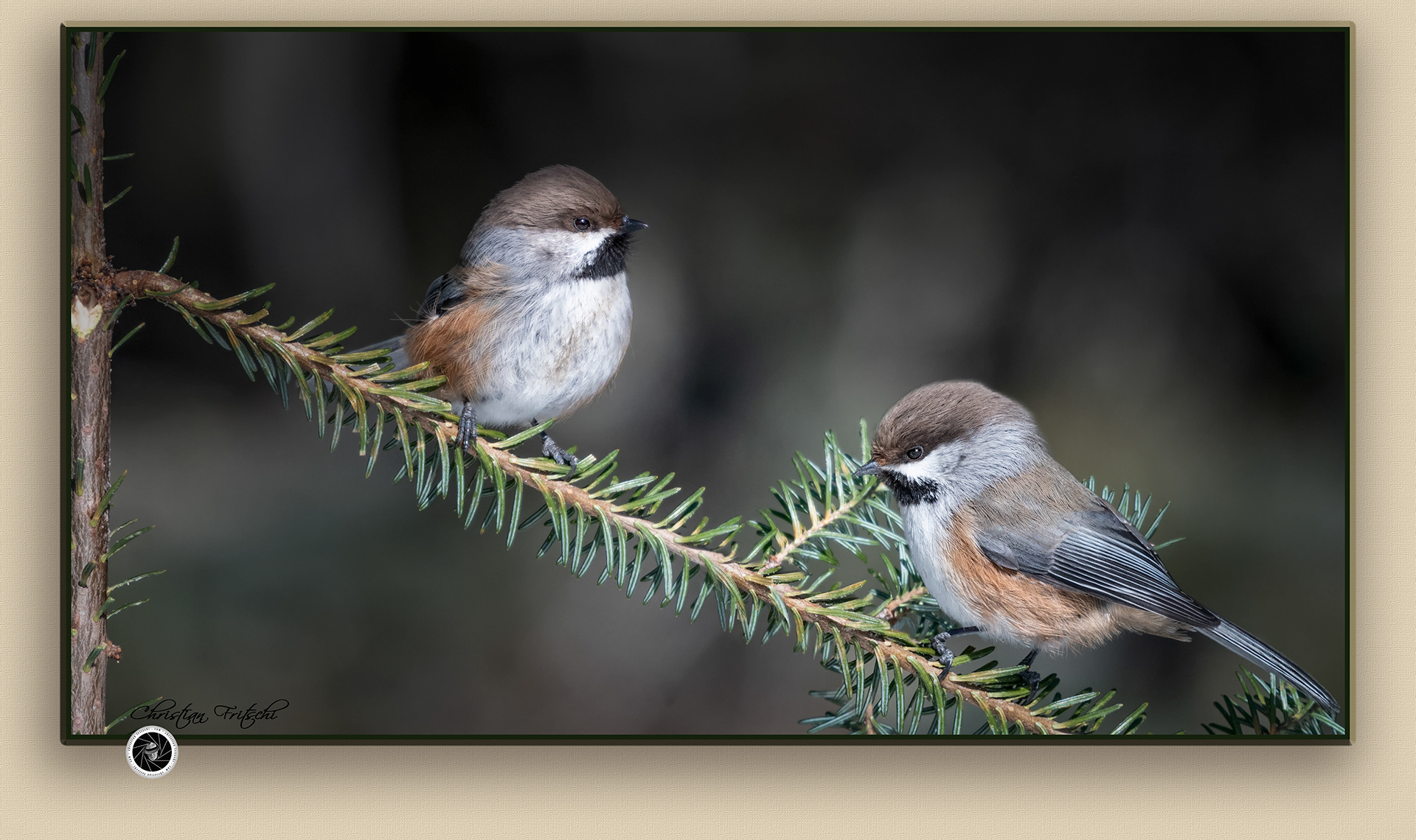 Same bird, different poses. Two birds in one frame.