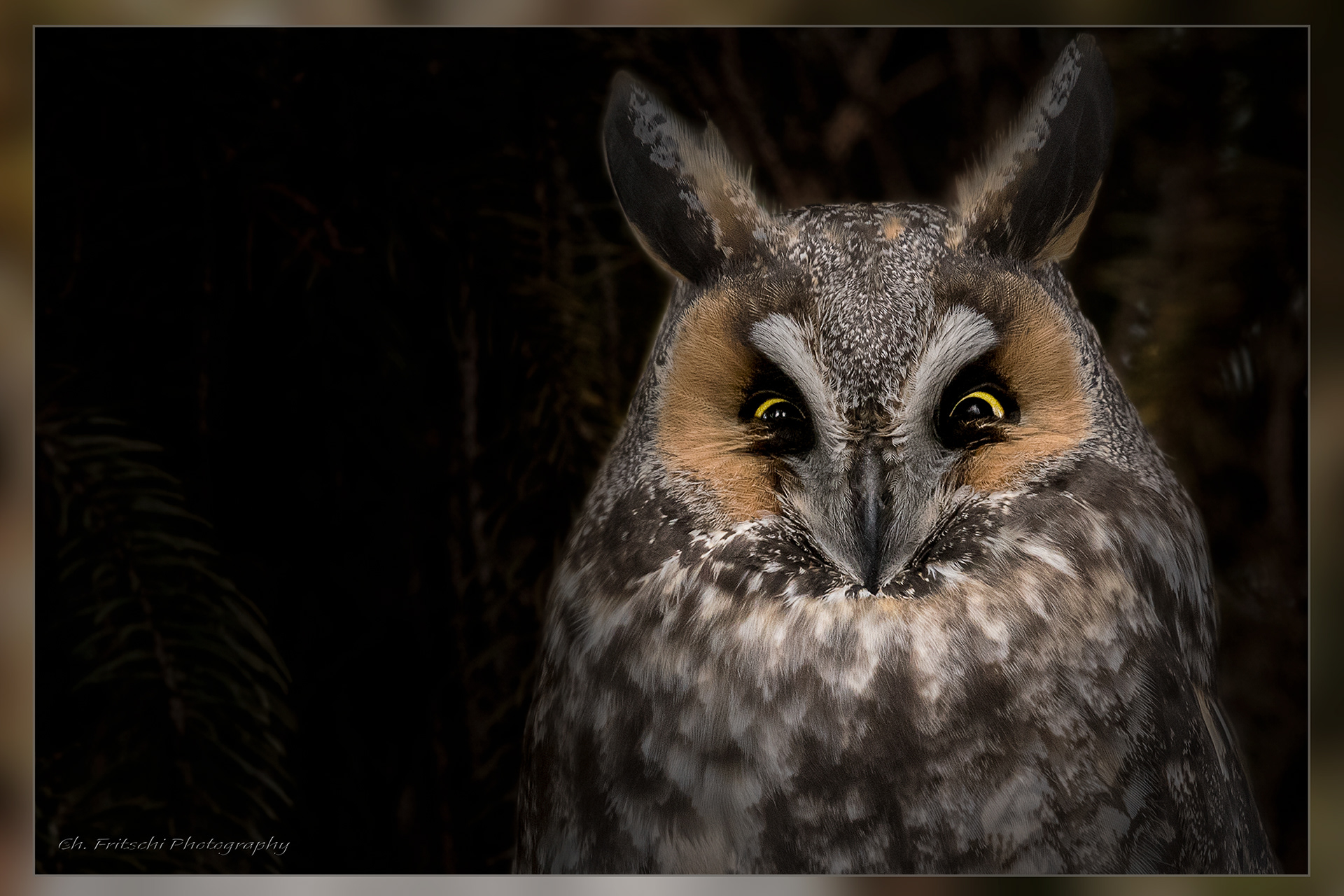 Long-eared Owl