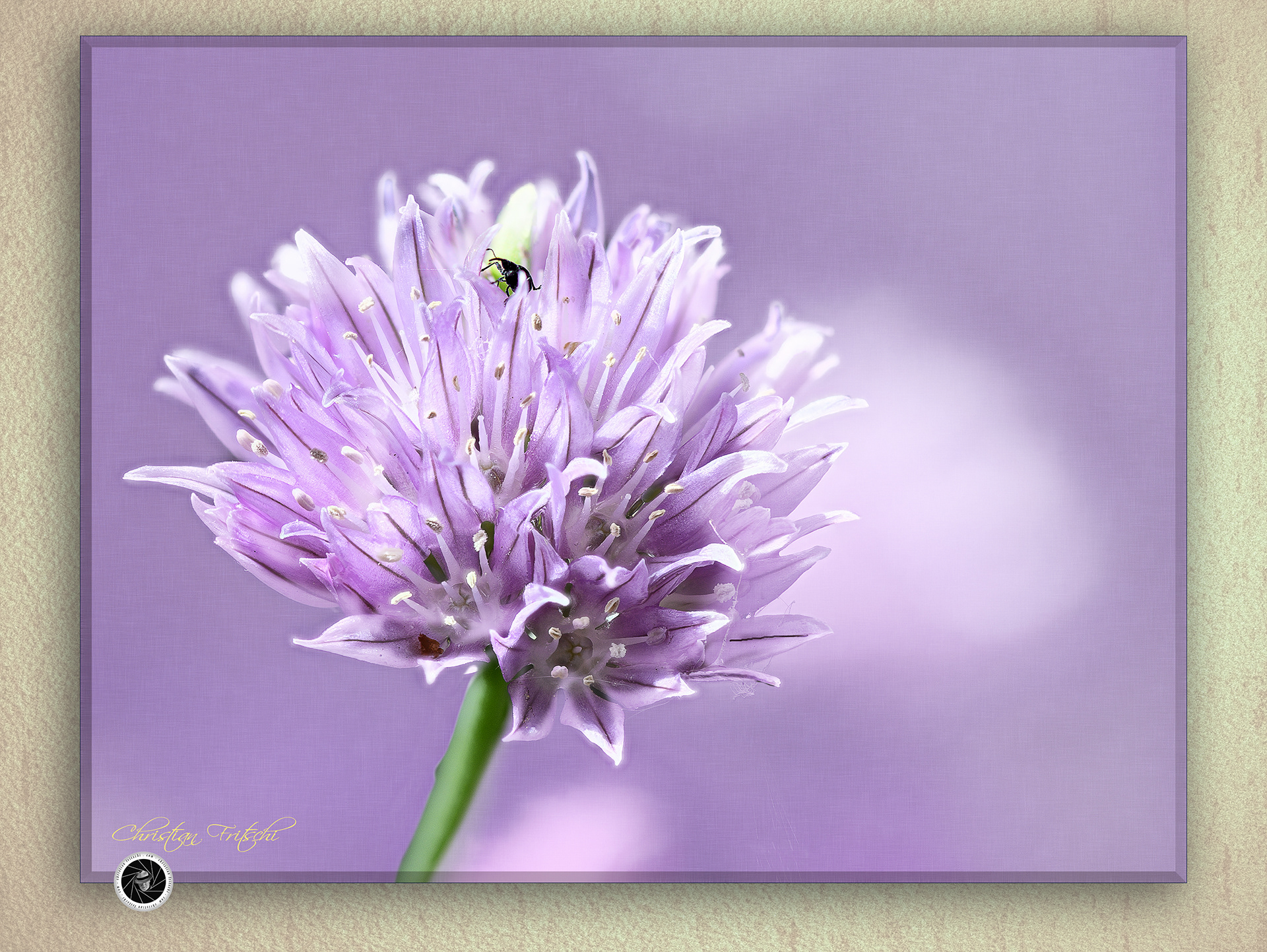 Chives Flower